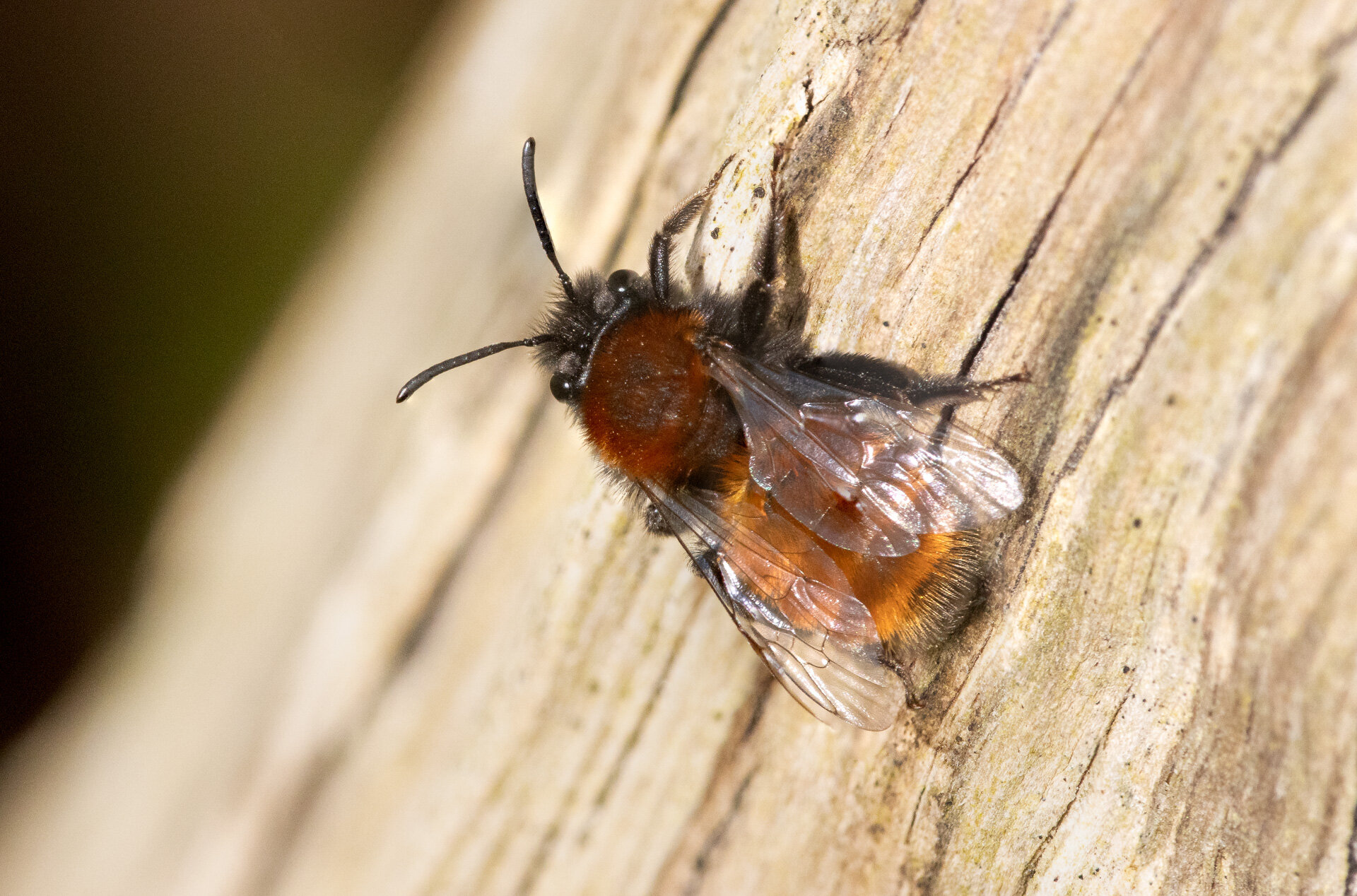 Rødpelset jordbi - Hun