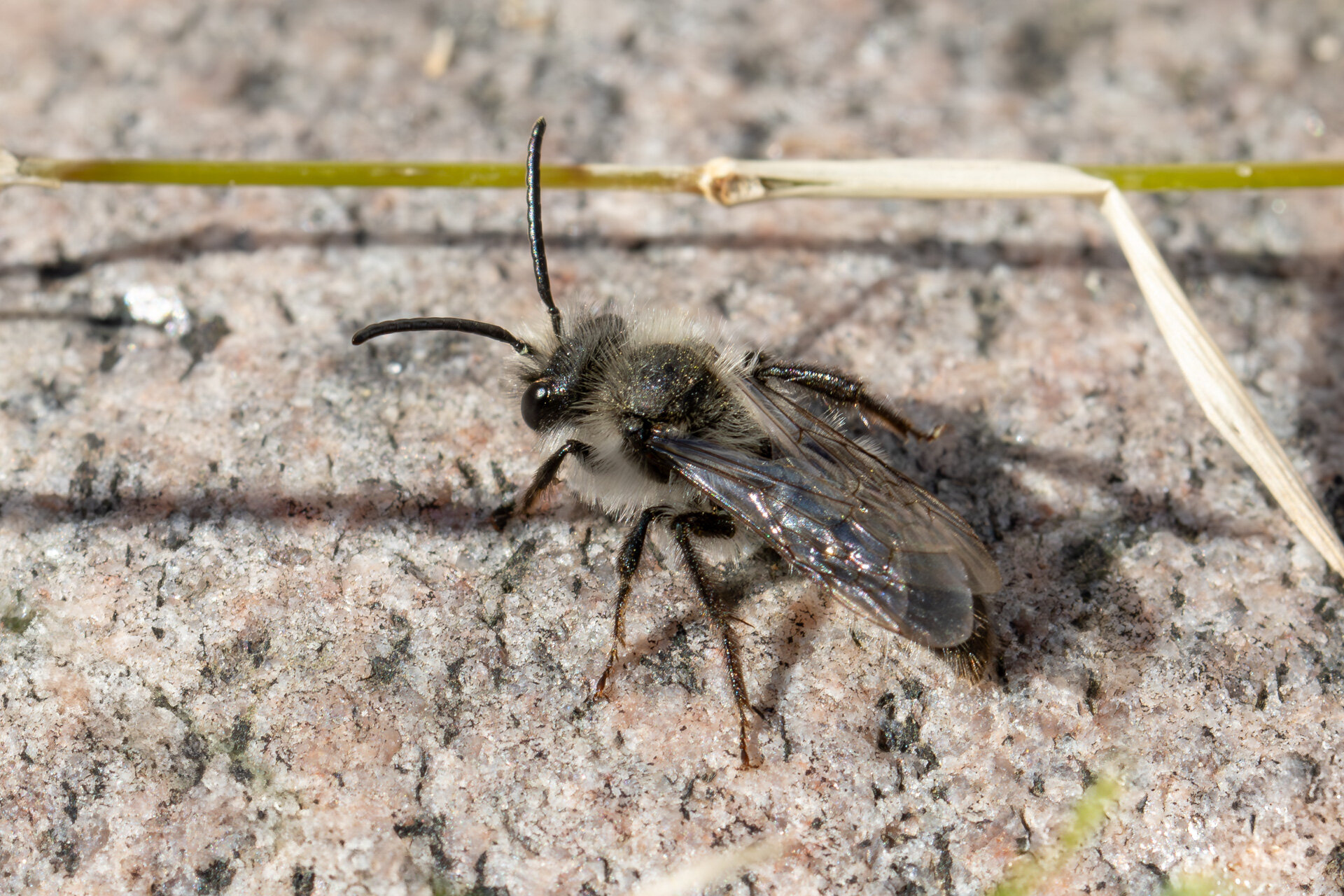 Sorthvid jordbi - Han