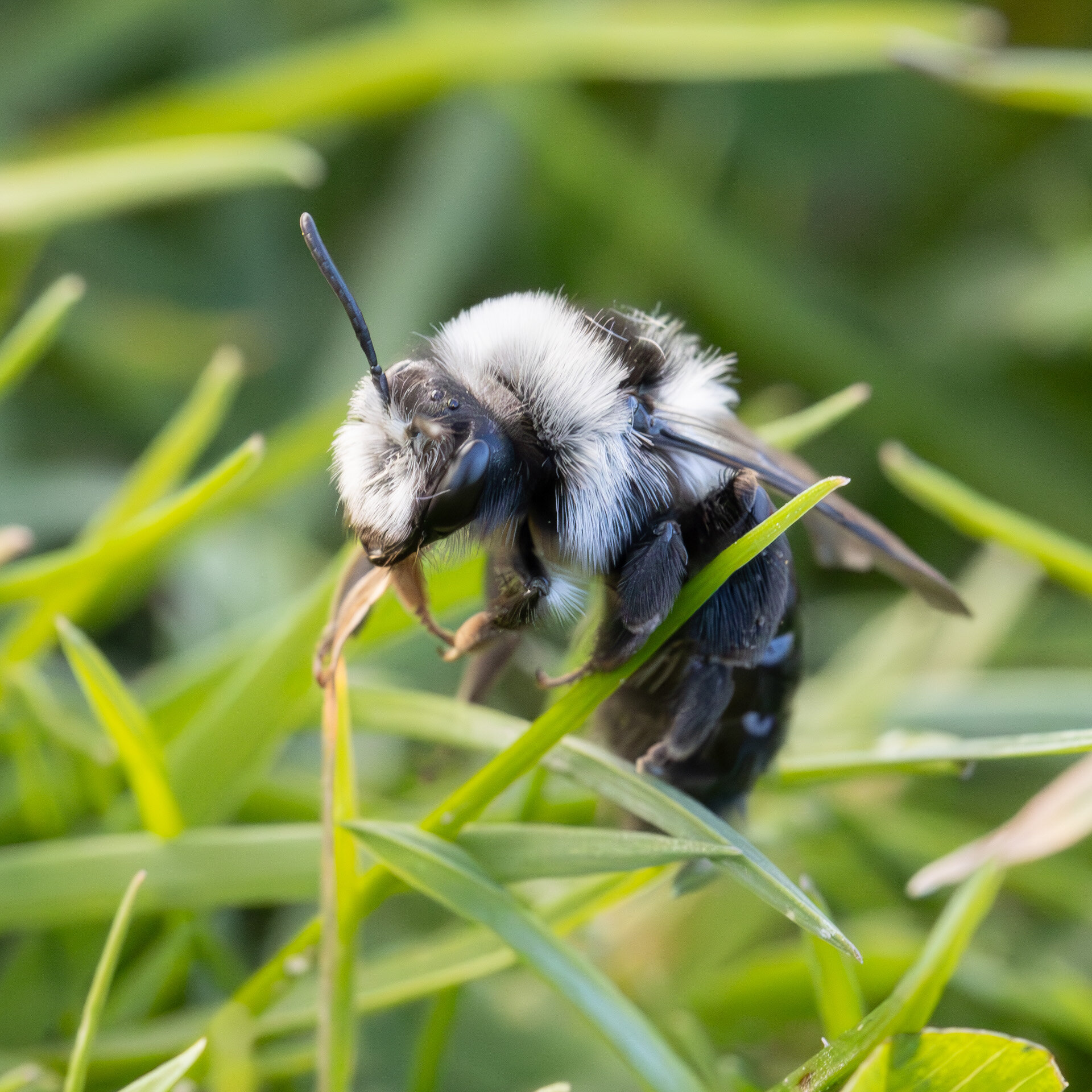 Sorthvid jordbi - Hun