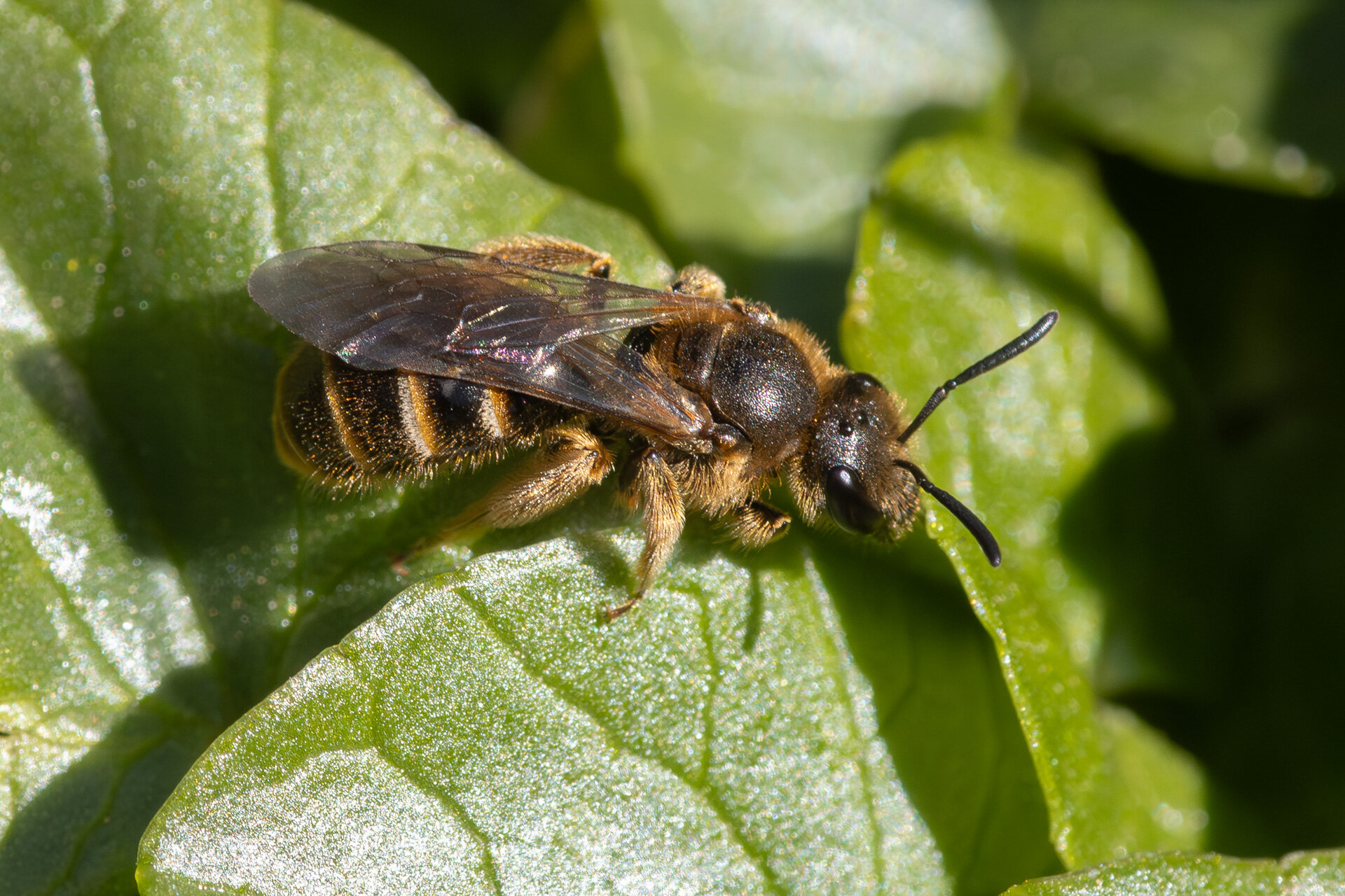 Græslandsmalbi - Hun
