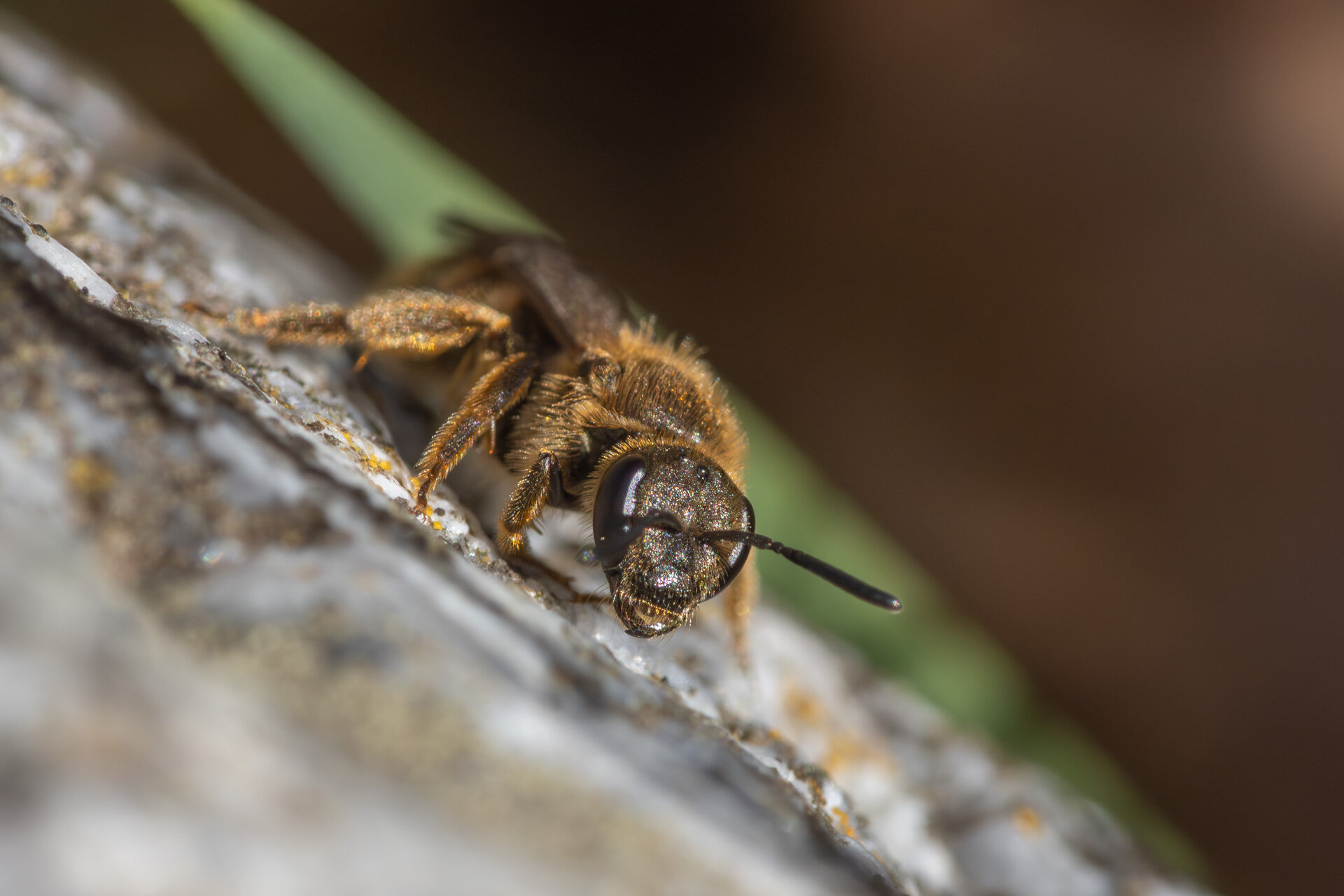 Græslandsmalbi - Hun