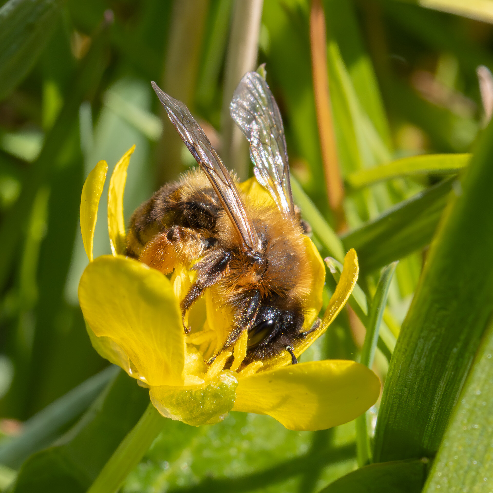 Tofarvet jordbi - Hun