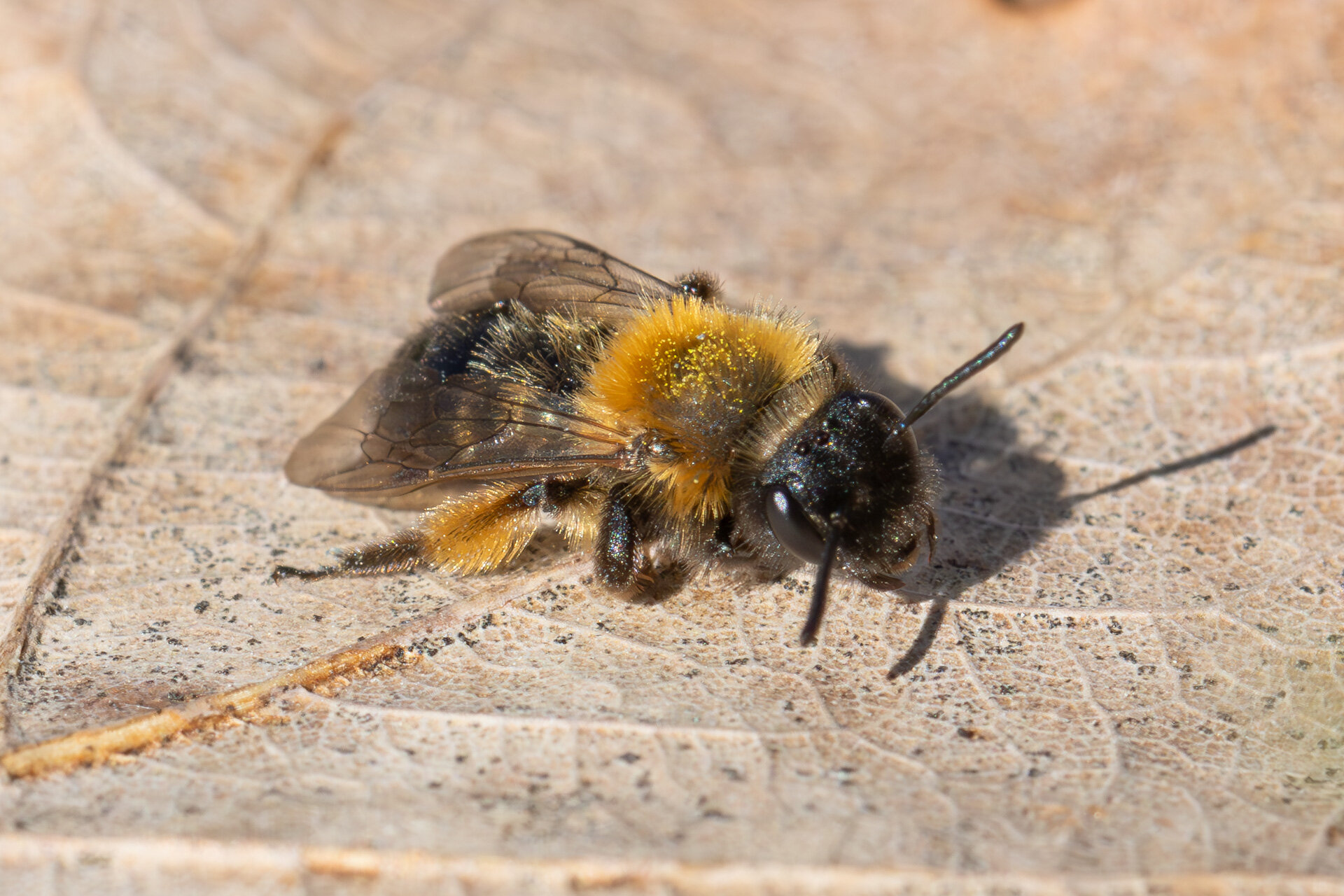 Tofarvet jordbi - Hun