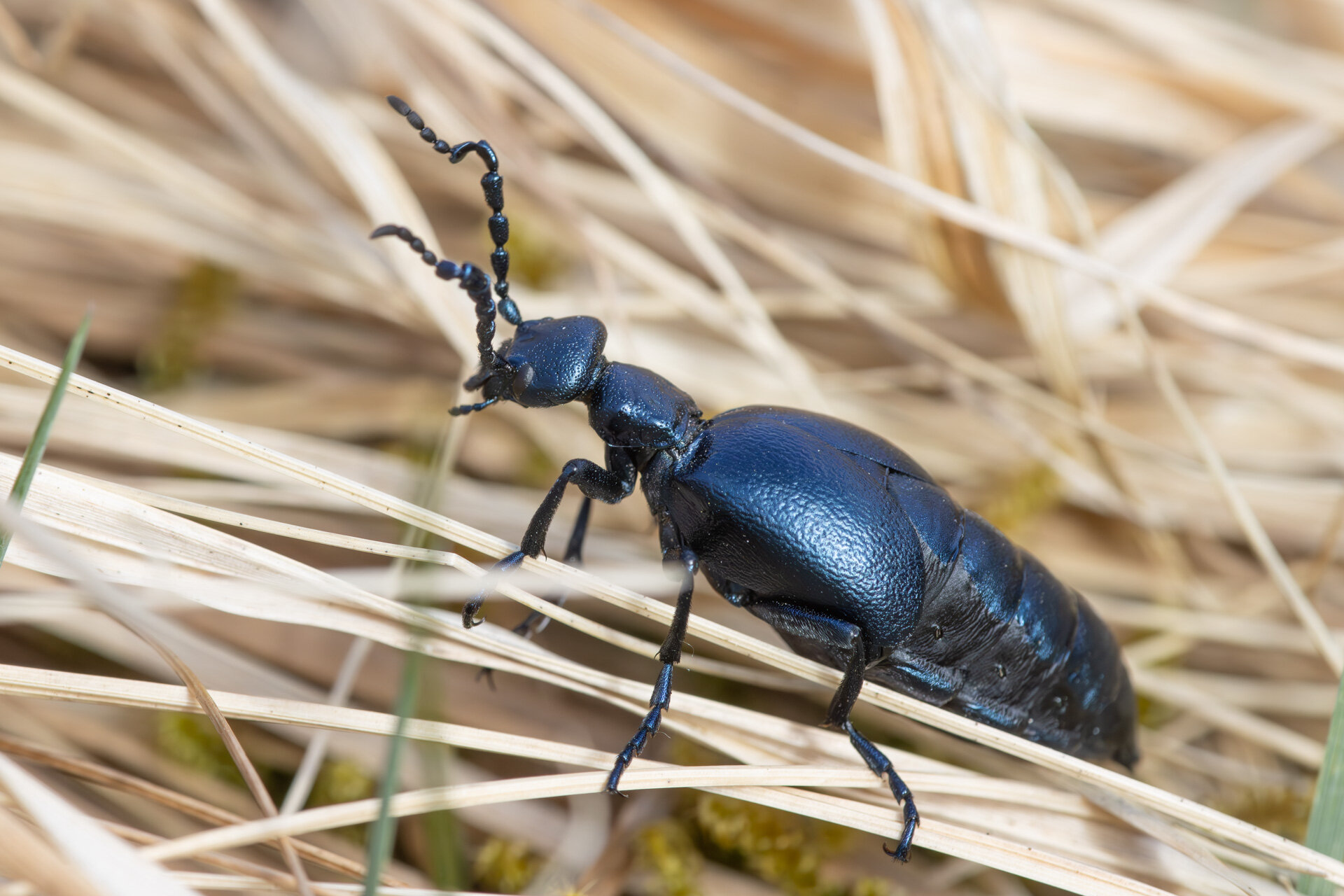 Blå oliebille - Han
