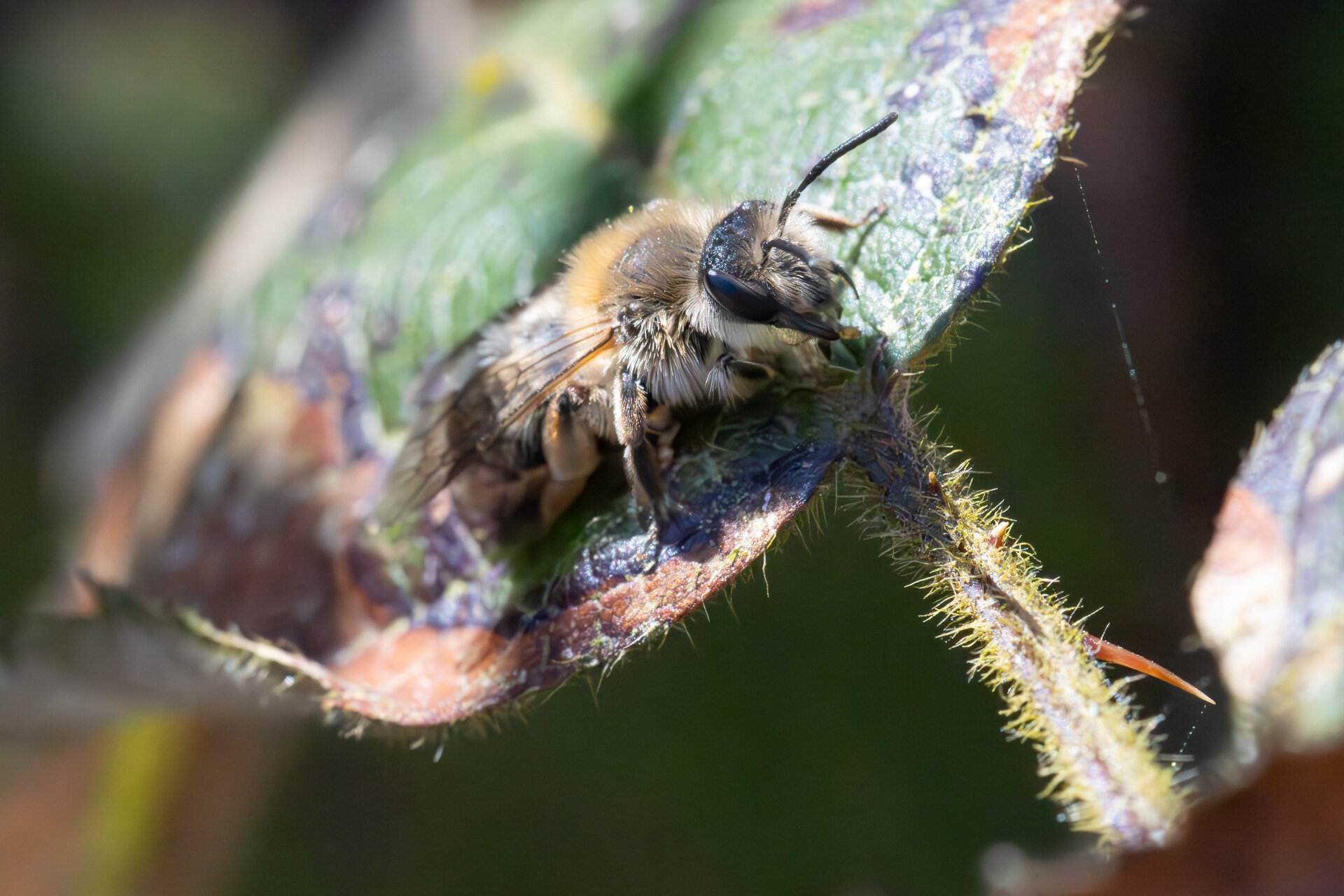 Vårsilkebi - Colletes cunicularius- Hun