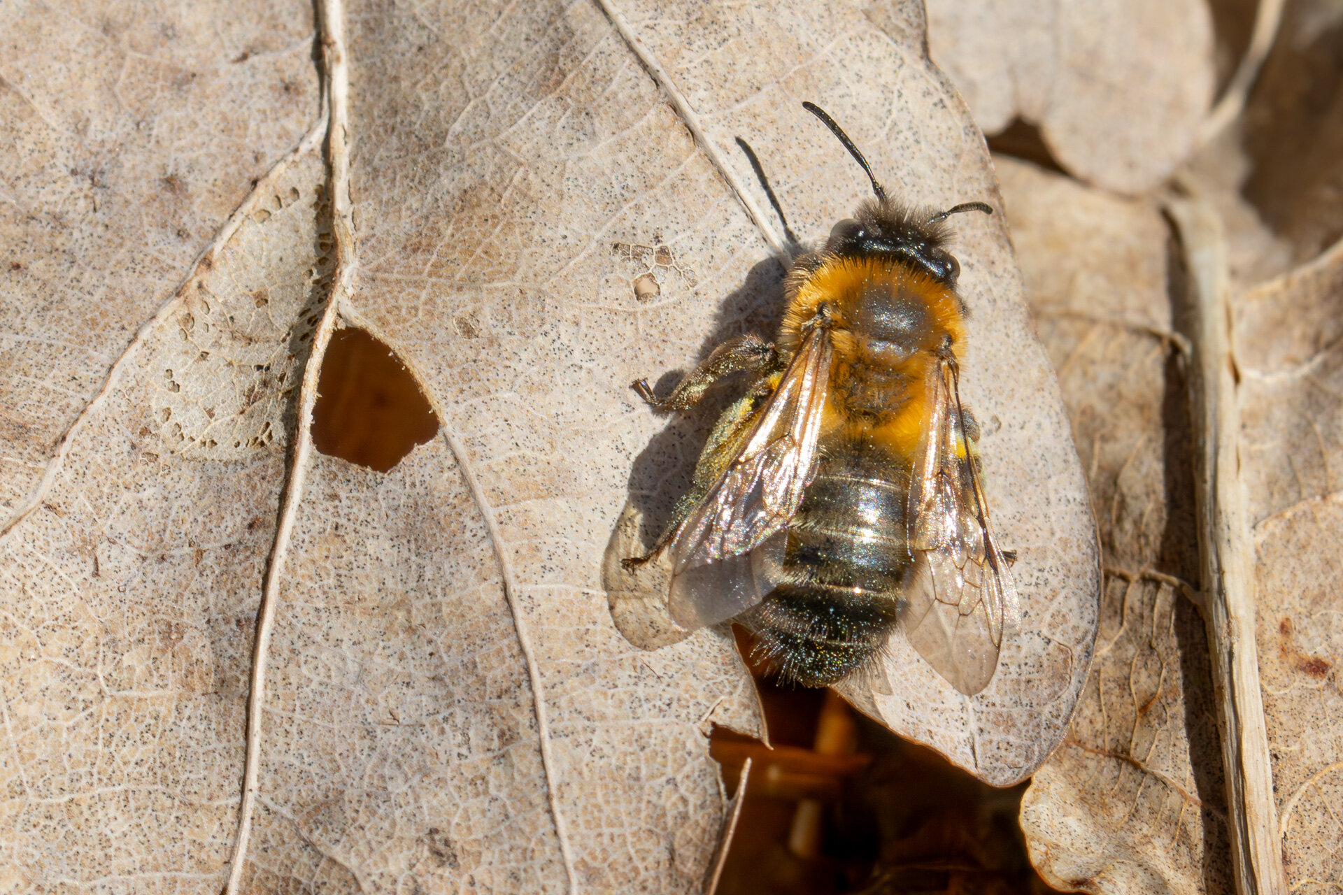 Sortbrun jordbi - Hun