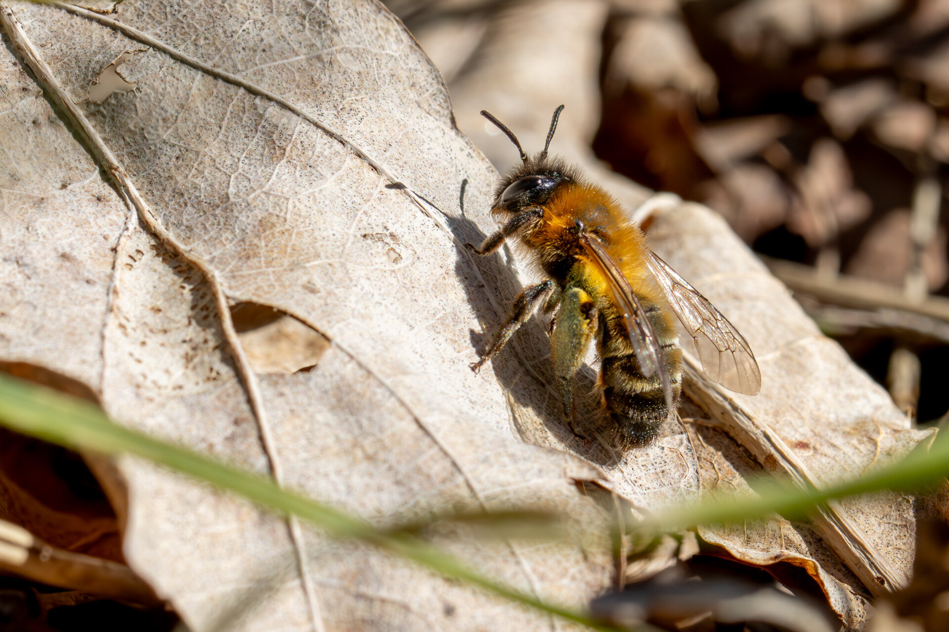 Sortbrun jordbi - Hun