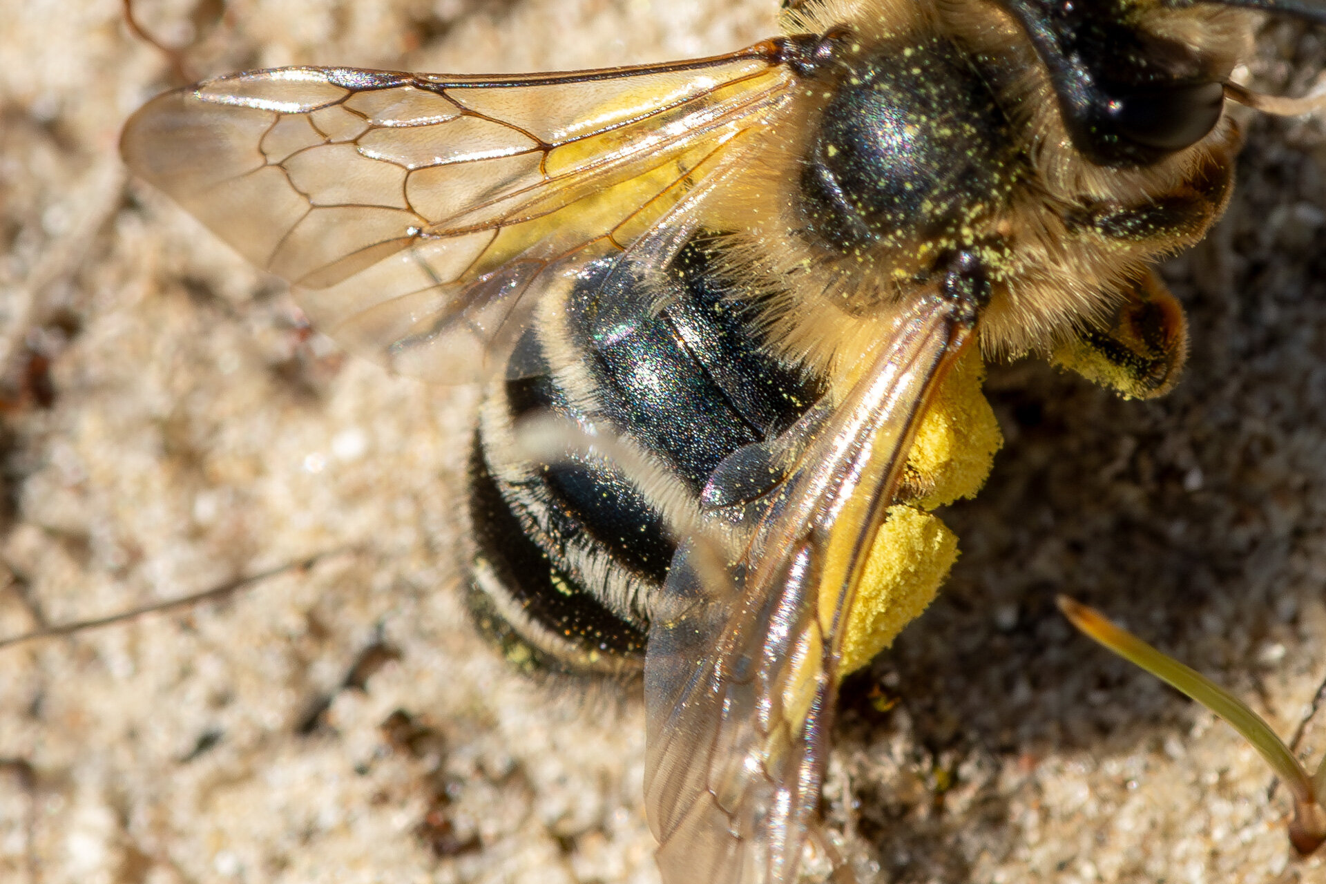 Hvidbåndet jordbi - Hun