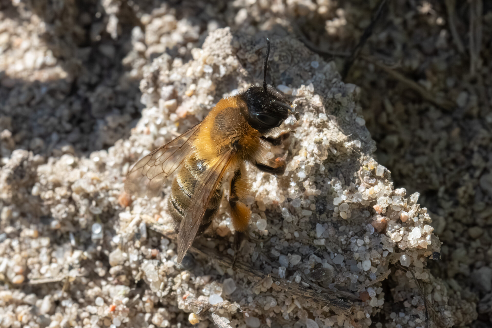 Sortbrun jordbi - Hun