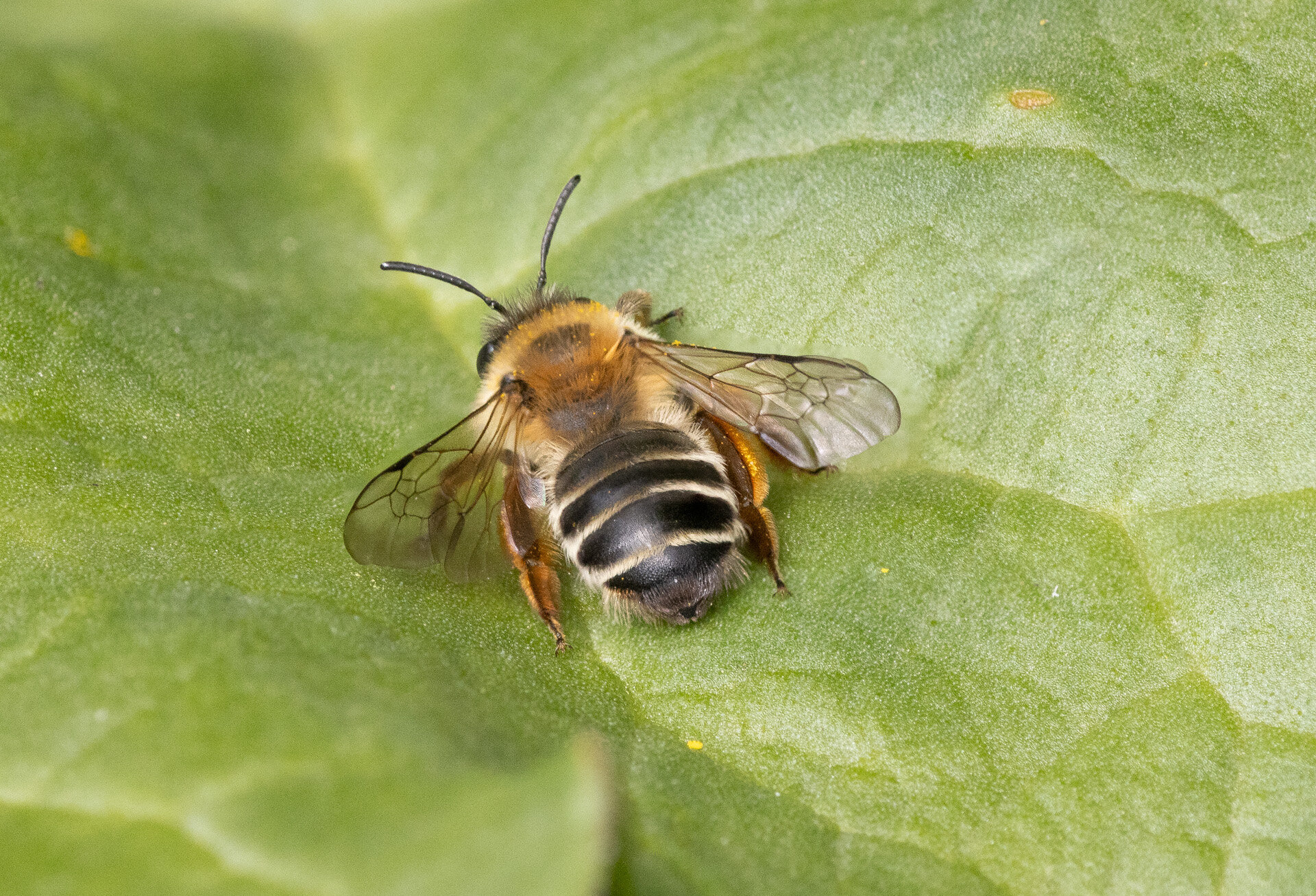Hvidbåndet jordbi - Hun