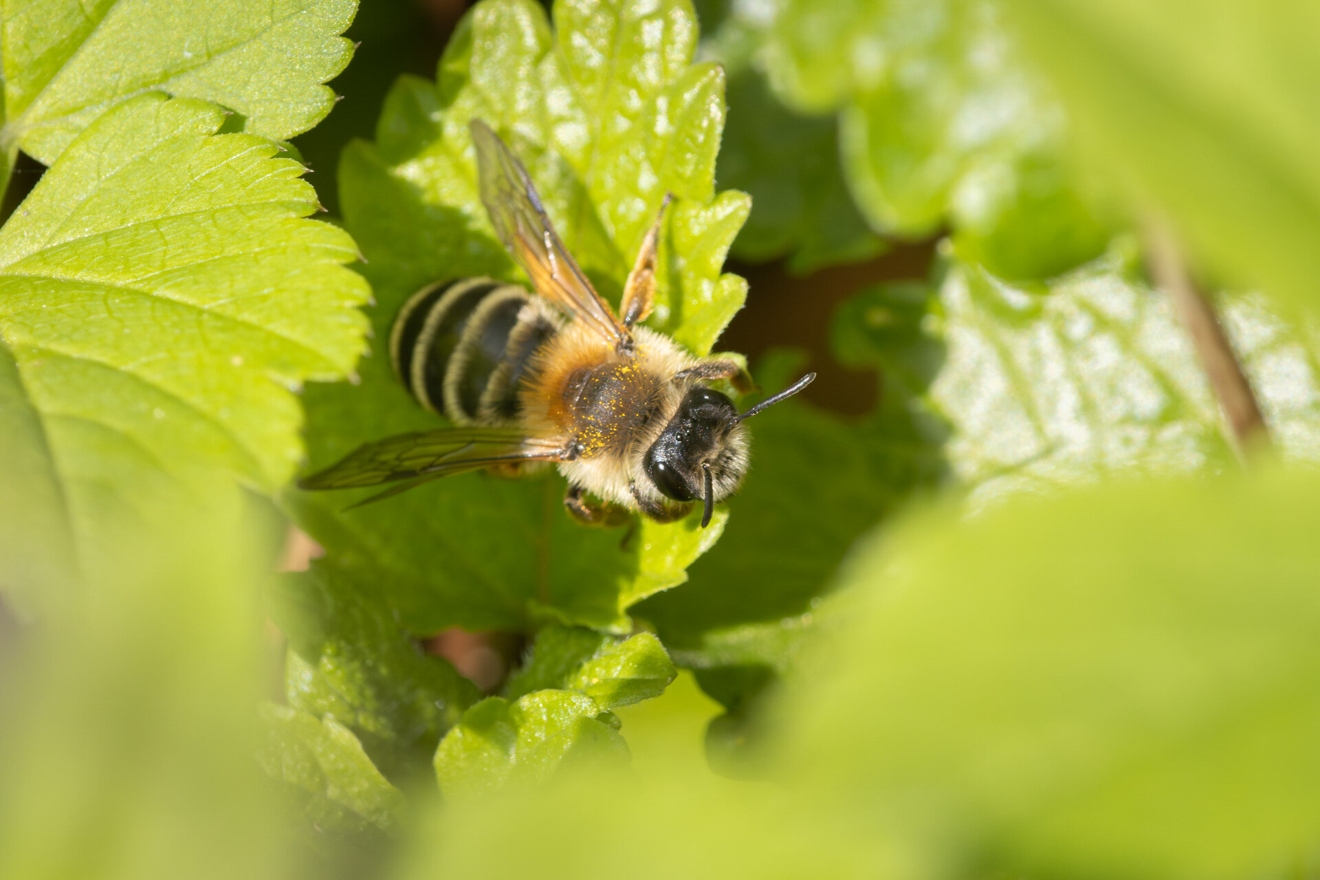 Hvidbåndet jordbi - Hun