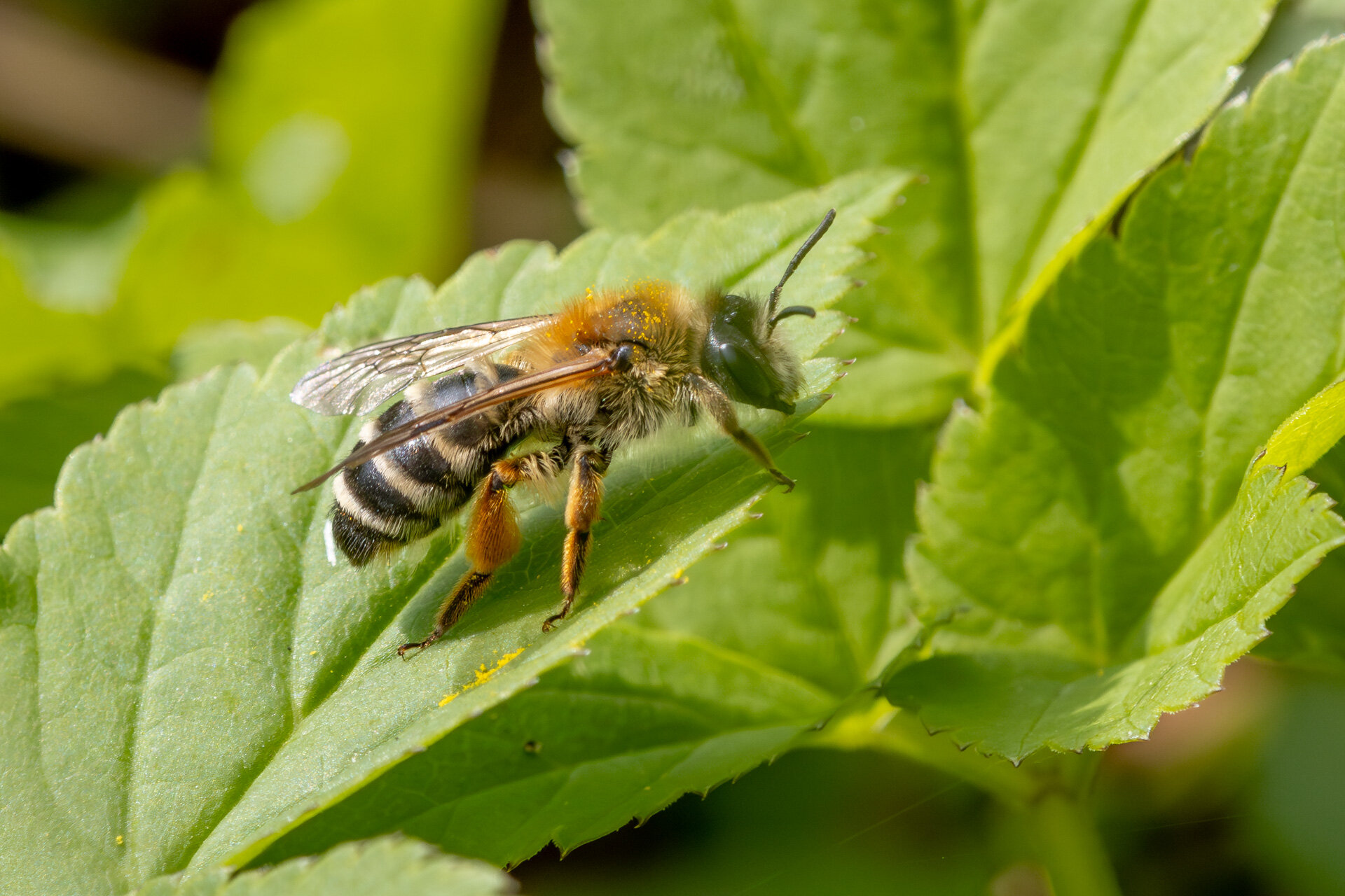 Hvidbåndet jordbi - Hun