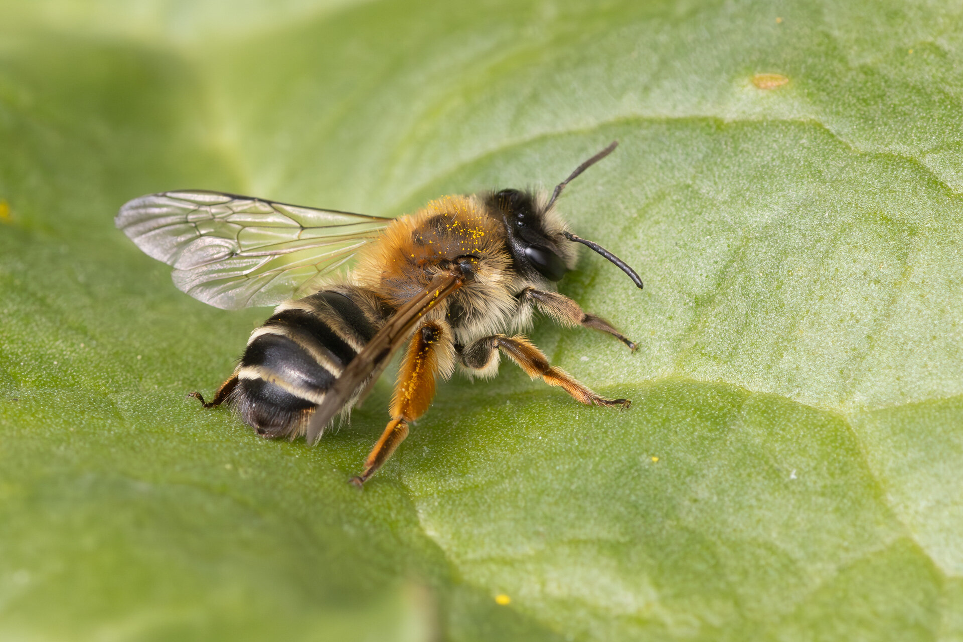 Hvidbåndet jordbi - Hun