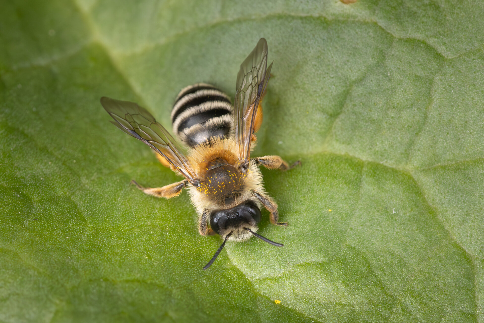 Hvidbåndet jordbi - Hun