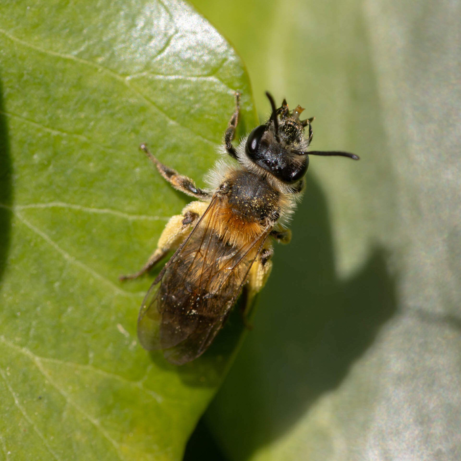 Bredrandet jordbi - Hun