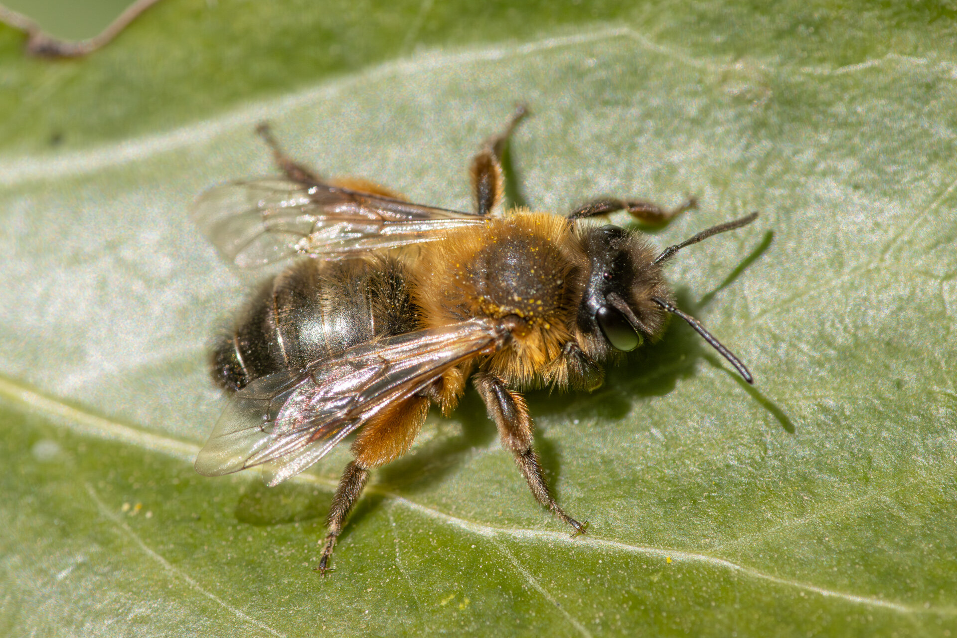 Sortbrun jordbi - hun