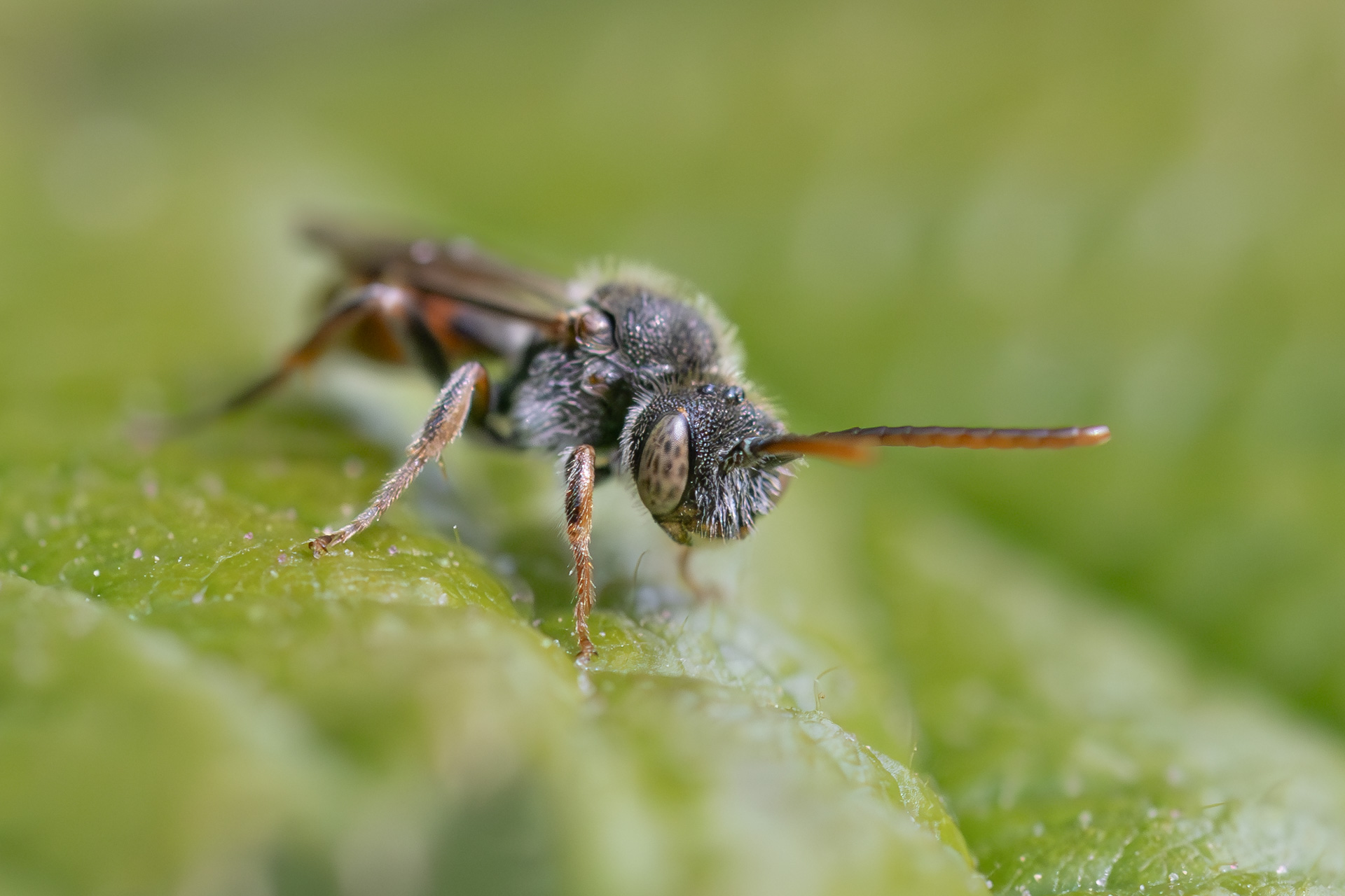 Lille hvepsebi - Han