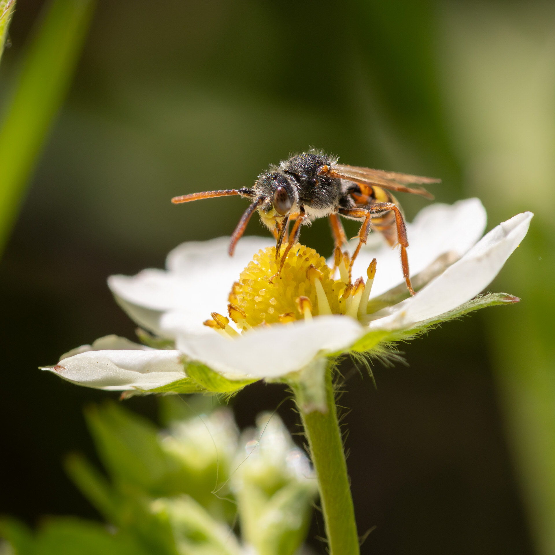 Nomada Ukendt art