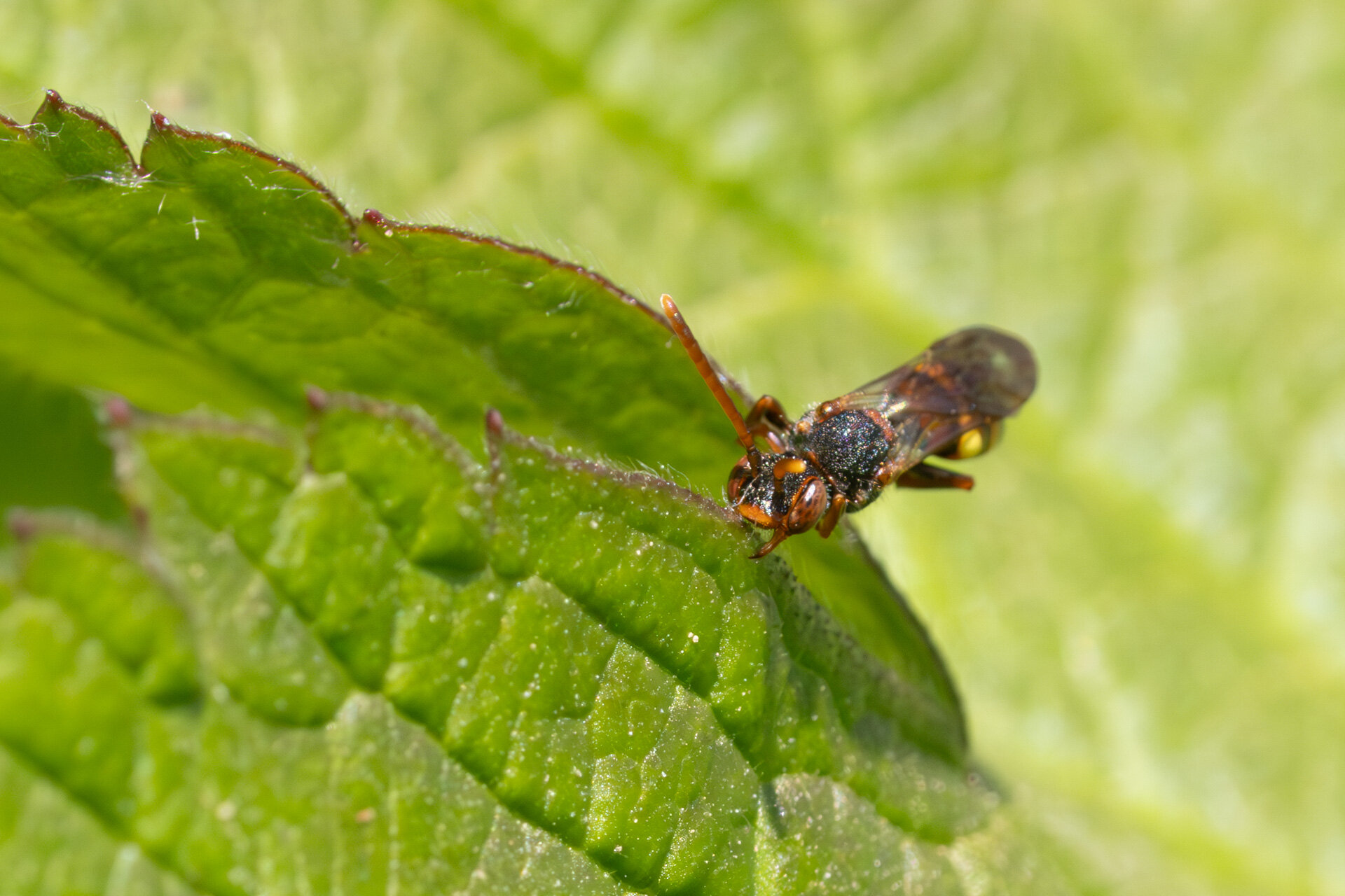 Nomada Ukendt art