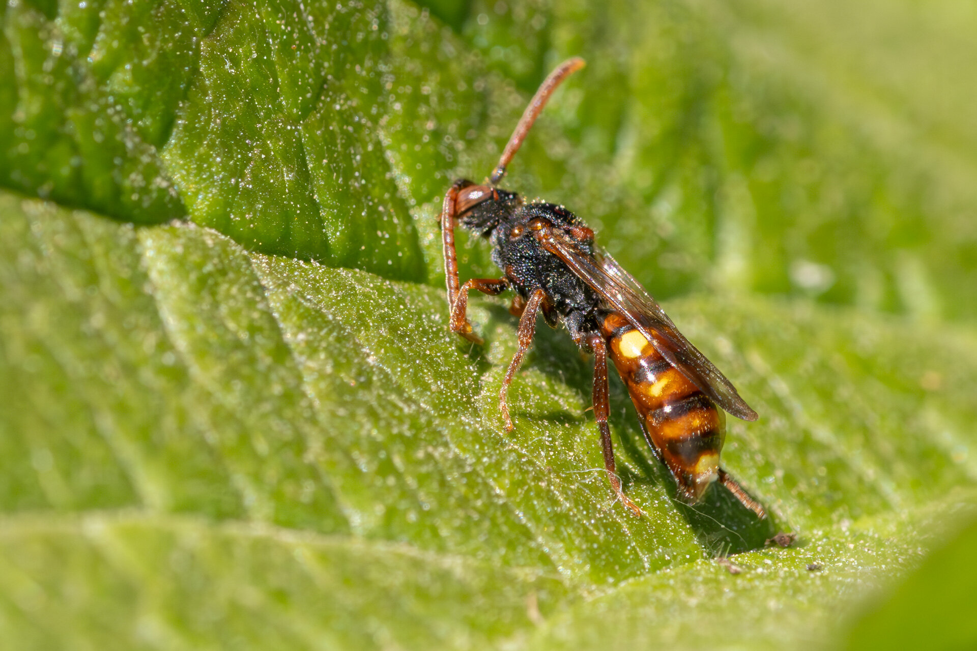 Nomada Ukendt art