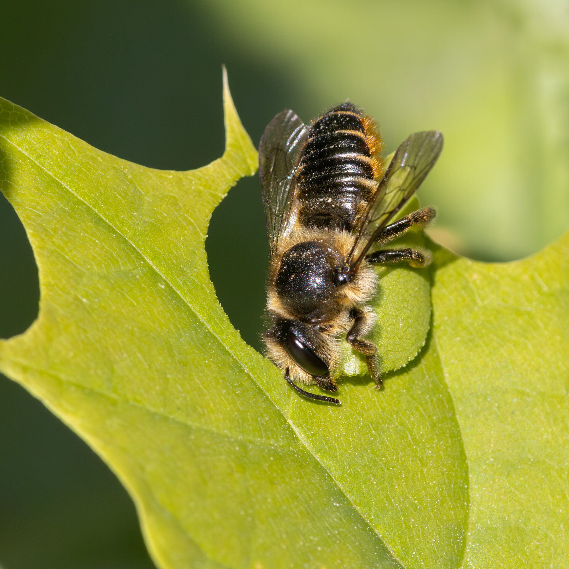 Rosenbladskærerbi - Hun