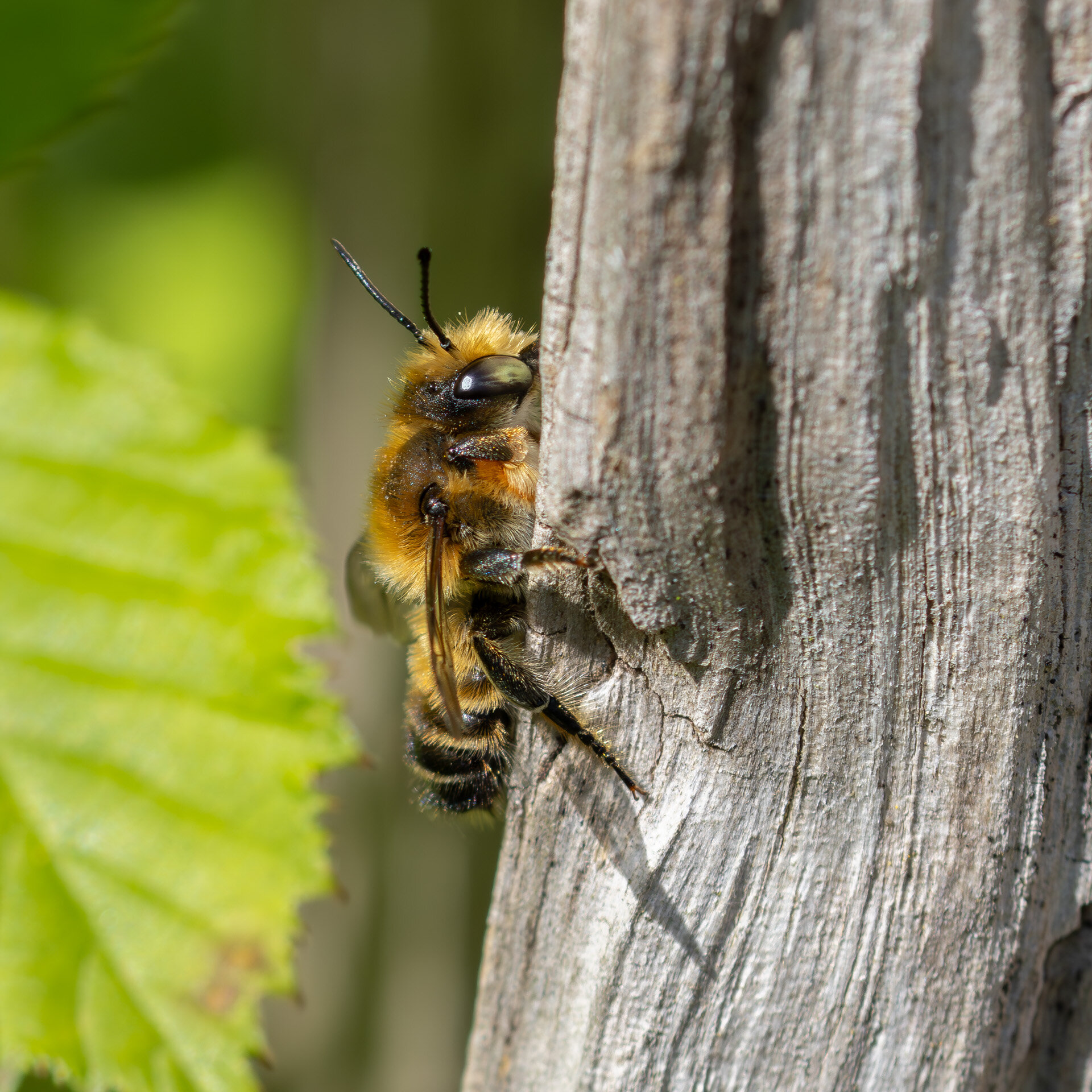 Træboende bladskærerbi - Han
