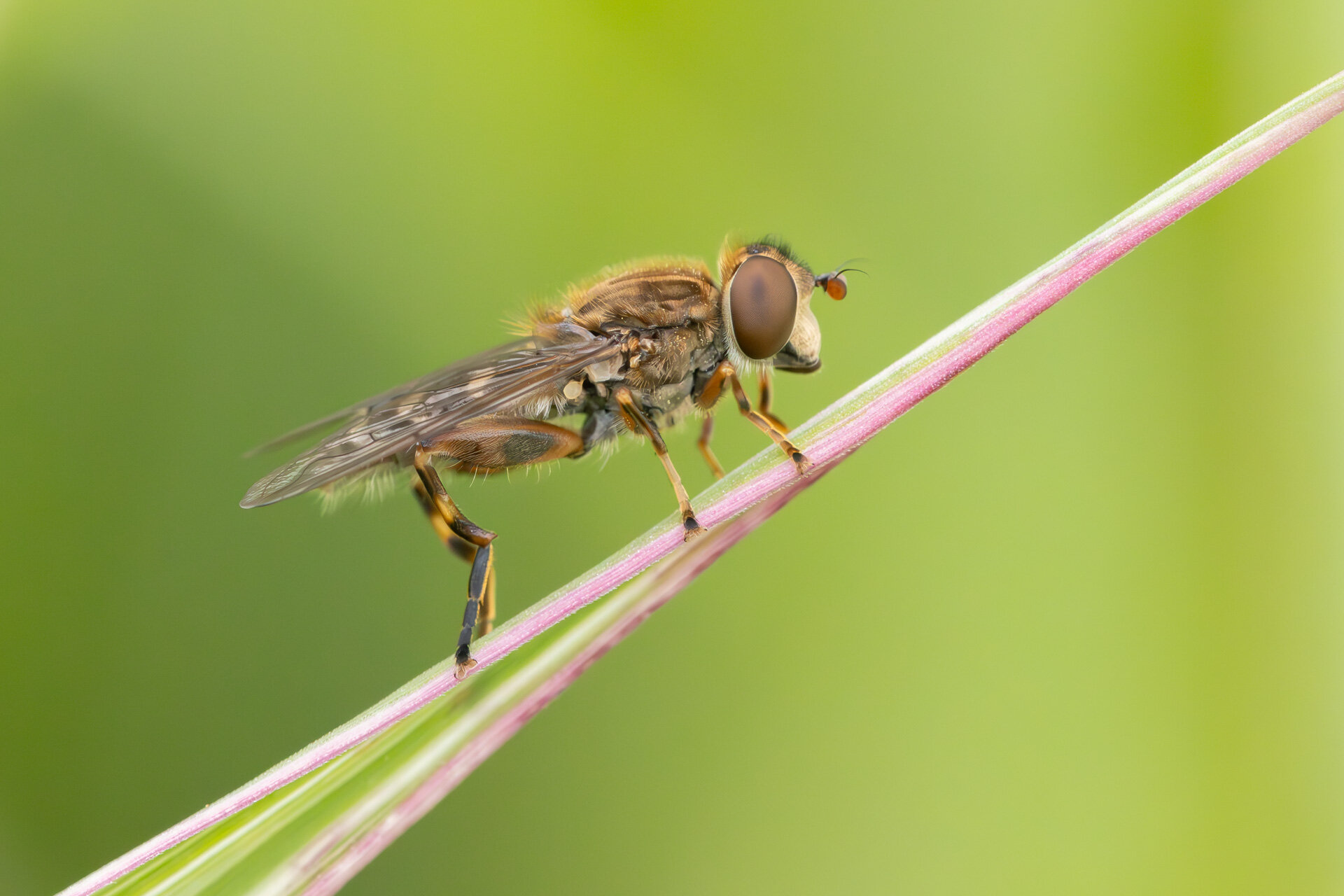 Parallel-damsvirreflue - Hun