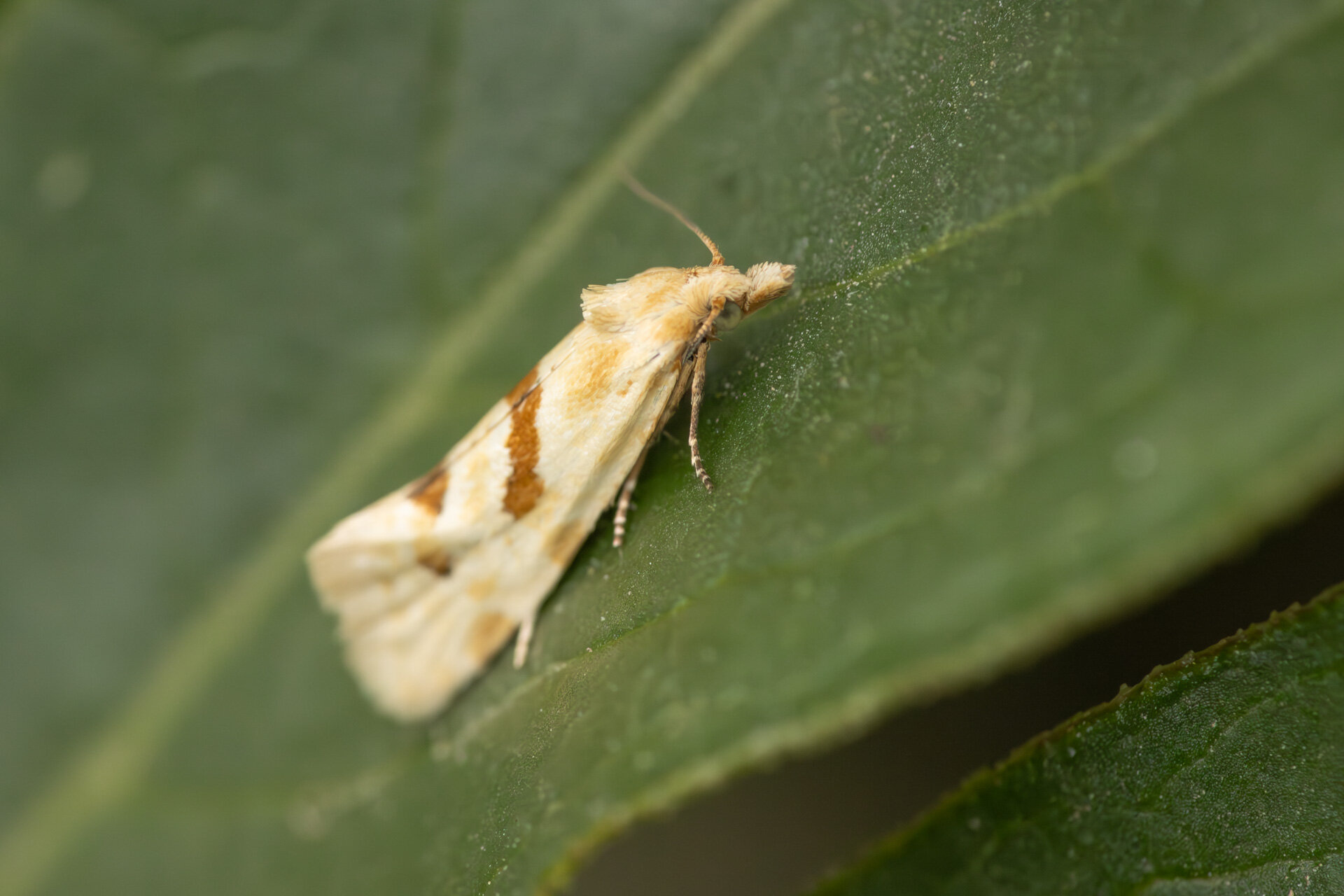 Aethes smeathmanniana