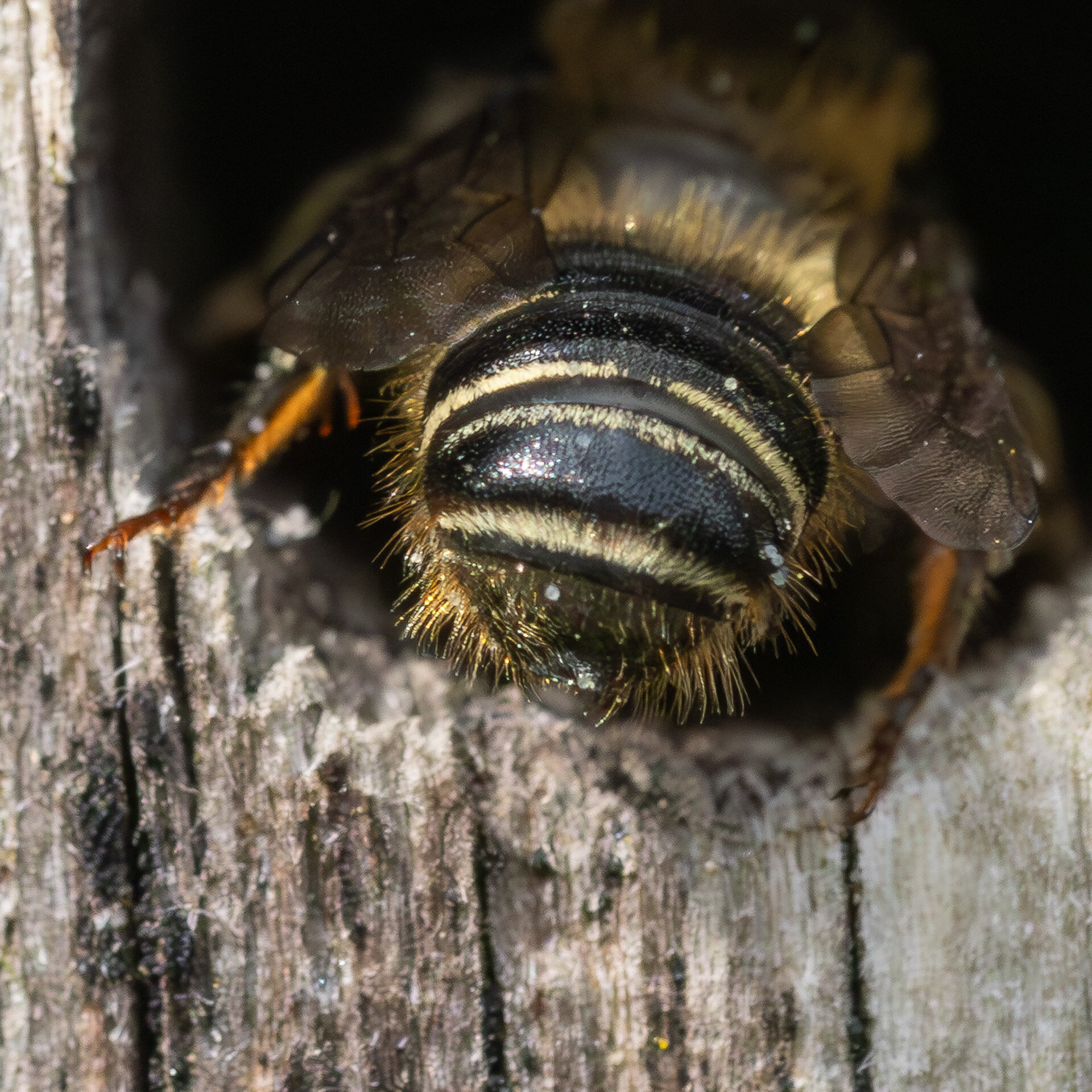 Flerfarvet bladskærerbi - Han