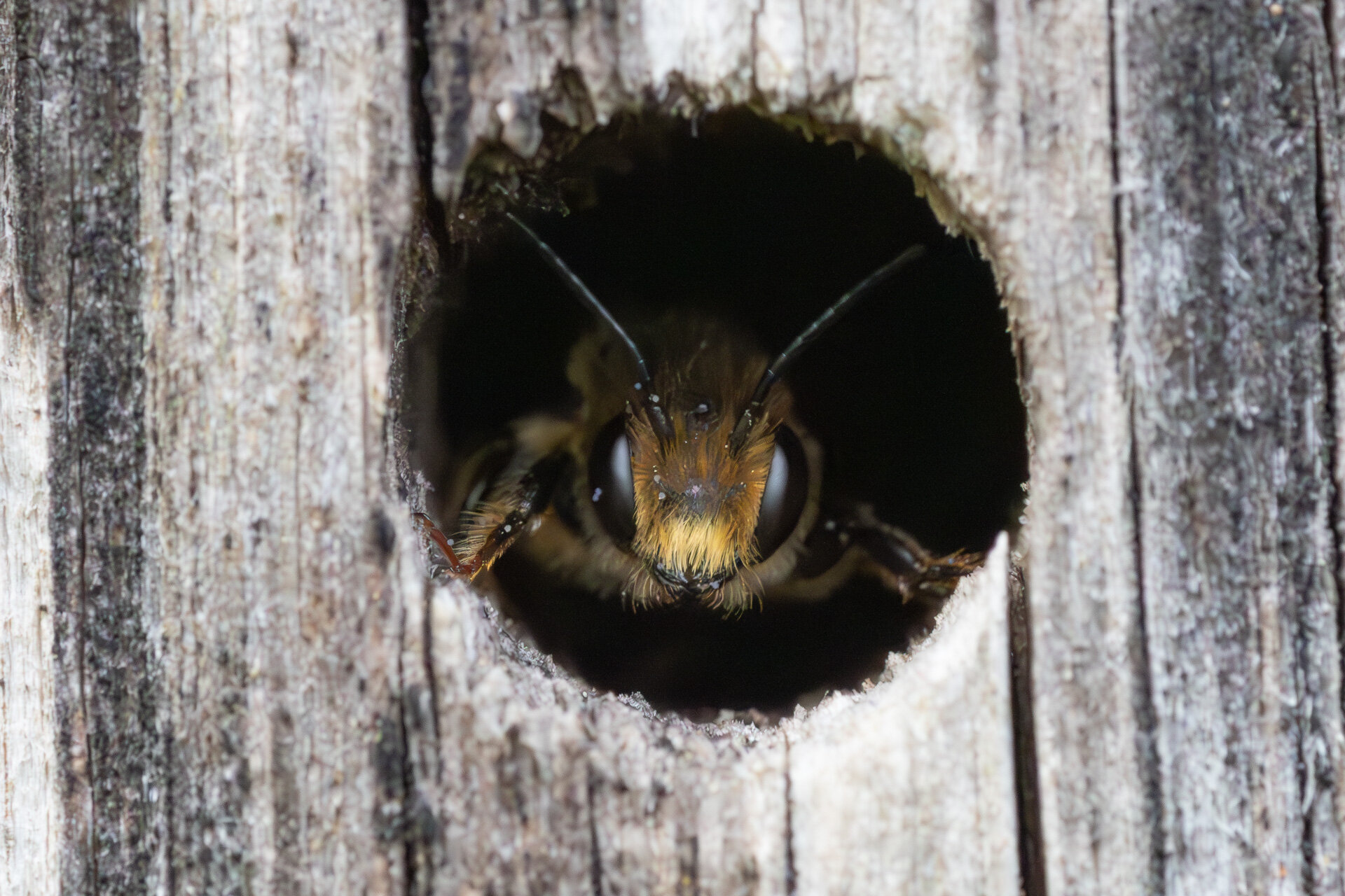 Flerfarvet bladskærerbi - Han