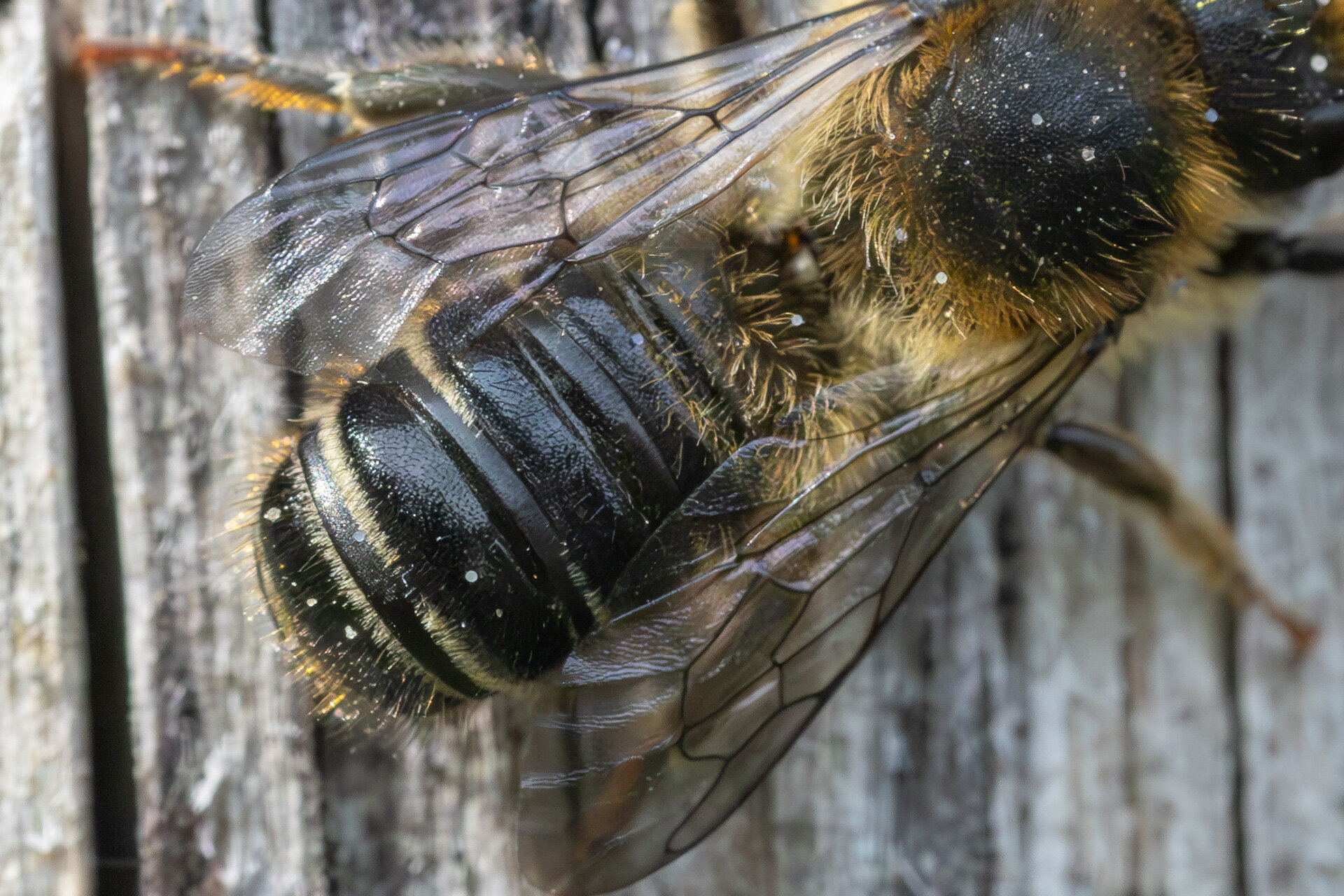 Flerfarvet bladskærerbi - Han