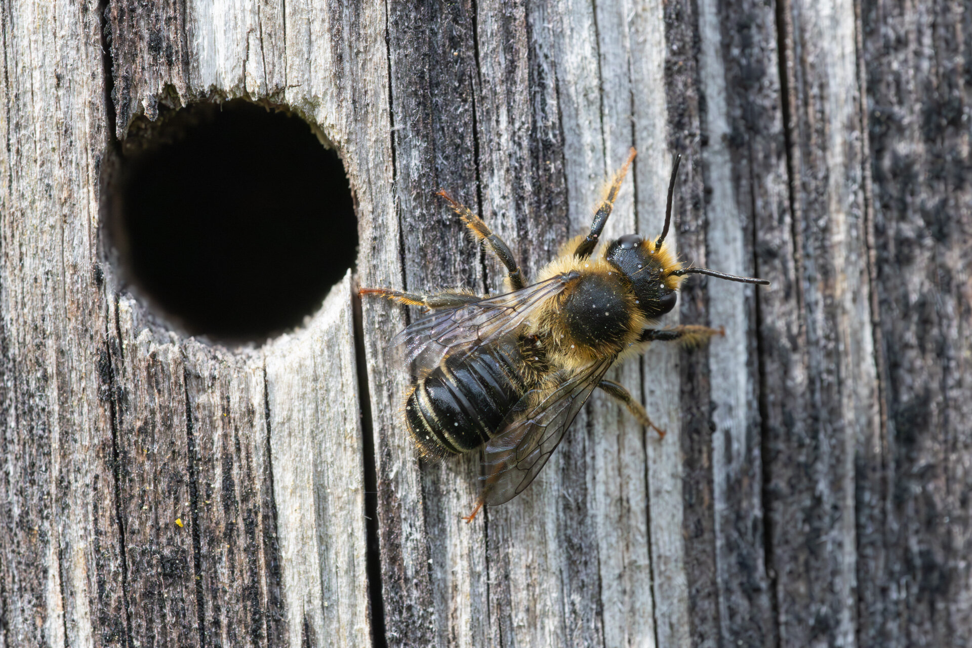Flerfarvet bladskærerbi - Han