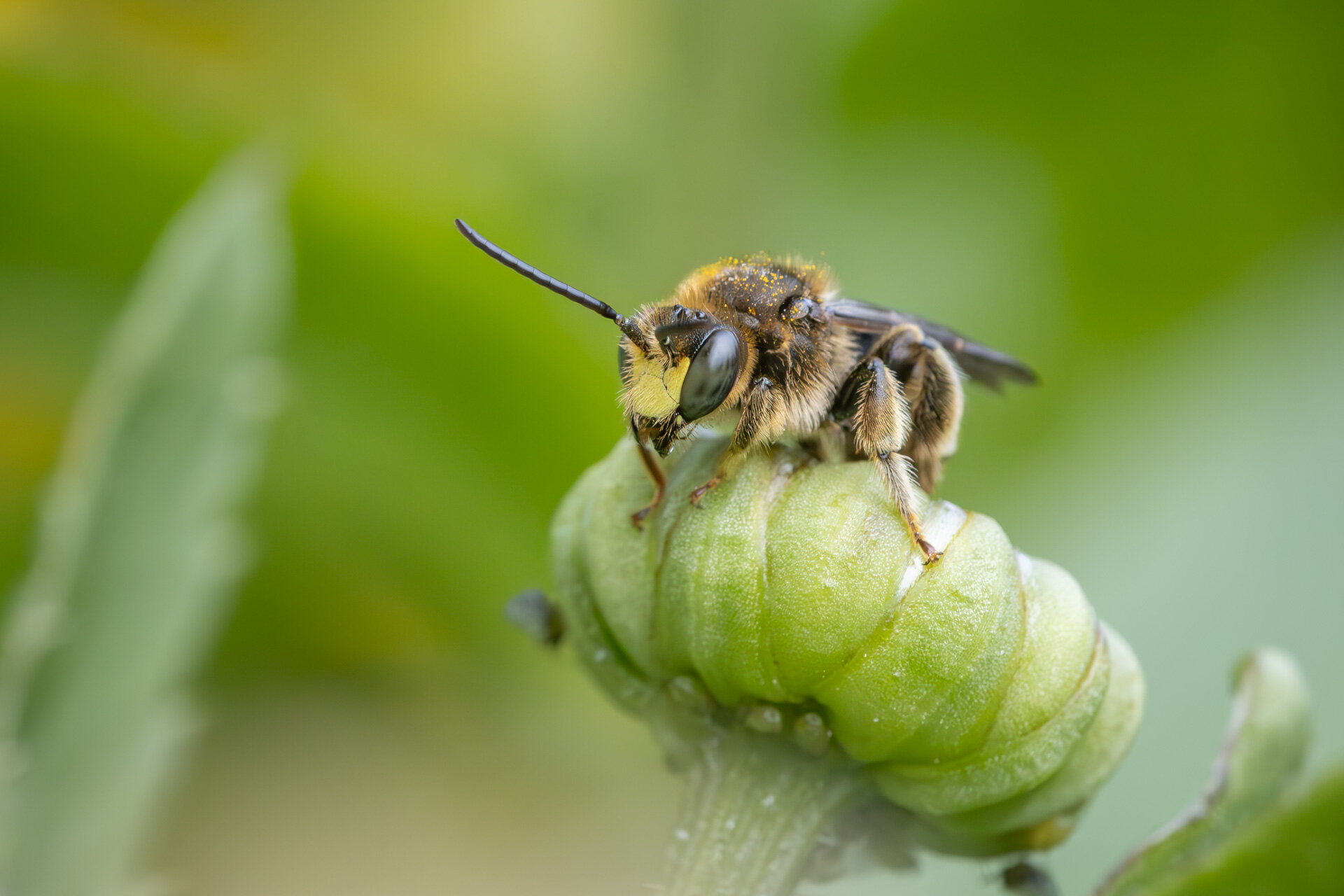 Hvidbenet oliebi - Han