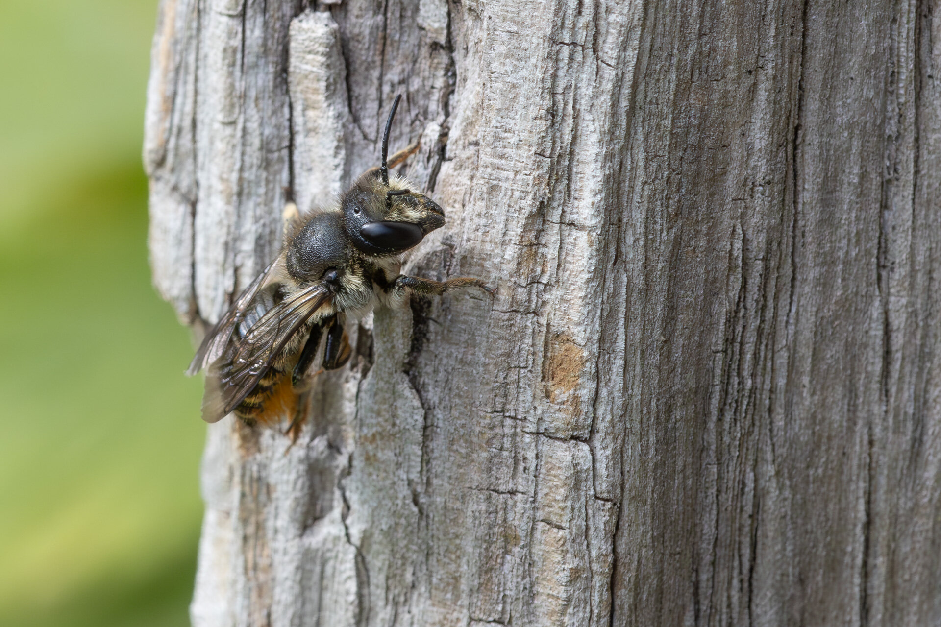 Rosenbladskærerbi - Hun
