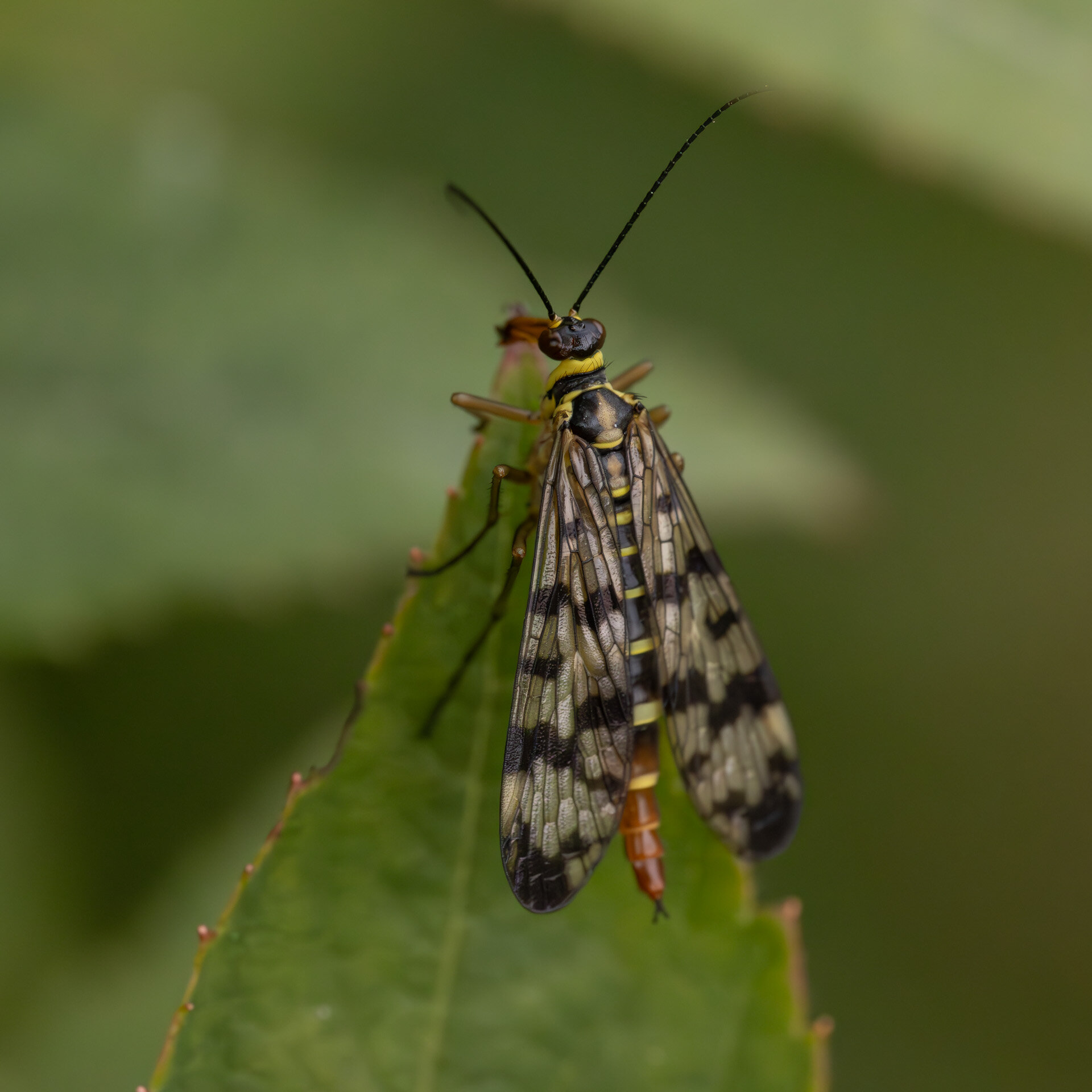 Eng-skorpionflue - Hun