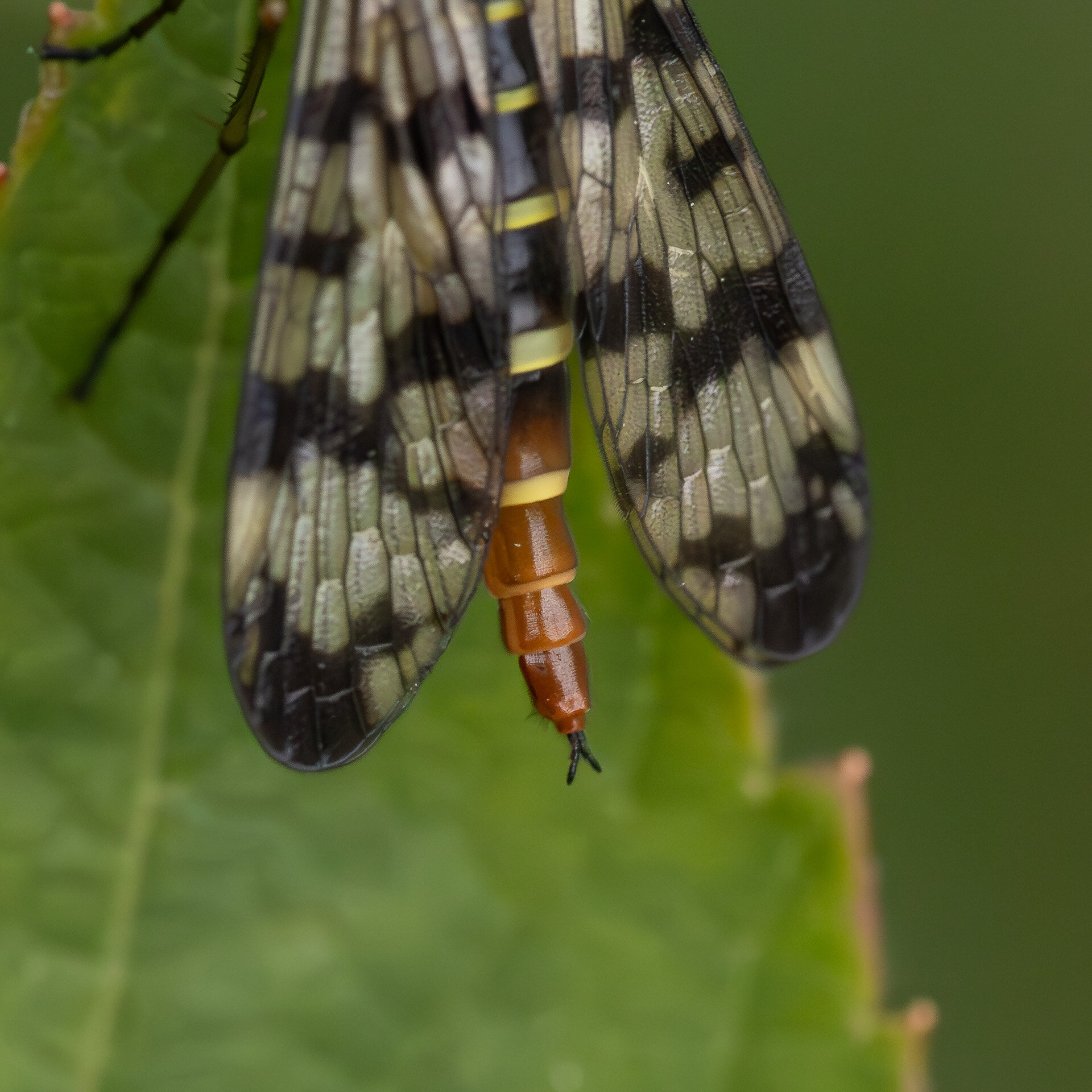 Eng-skorpionflue - Hun