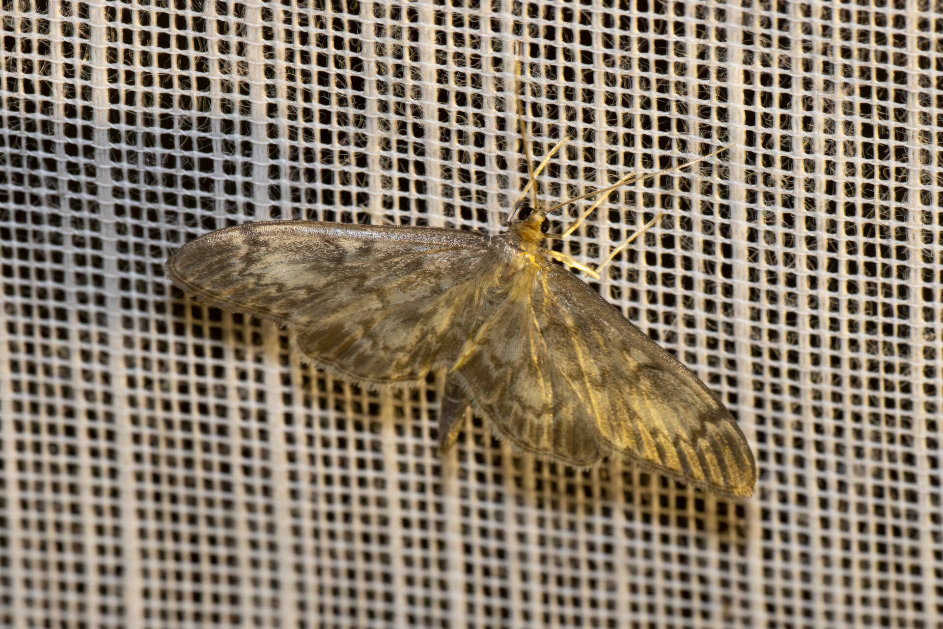 Hjortetrøsthalvmøl