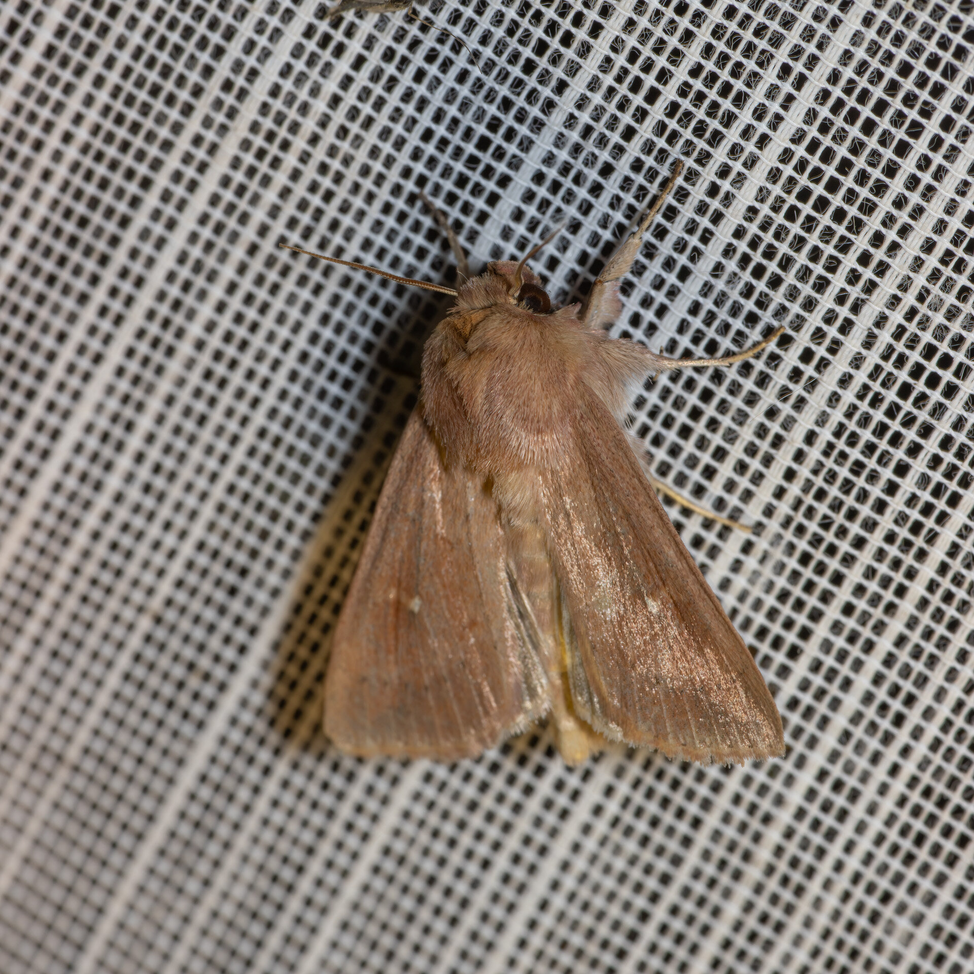 Hvid-punkt græsugle