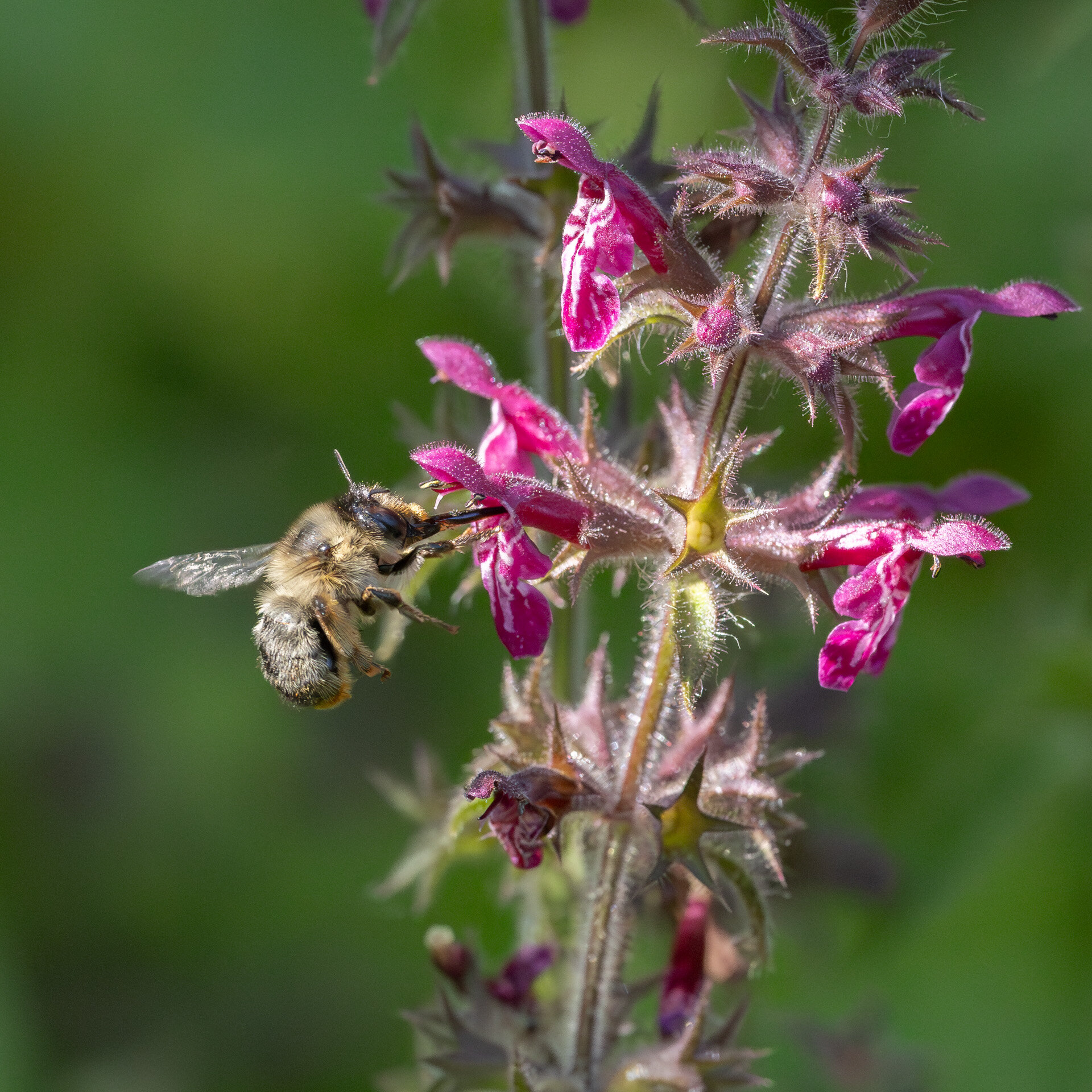 Galtetandvægbi - Hun