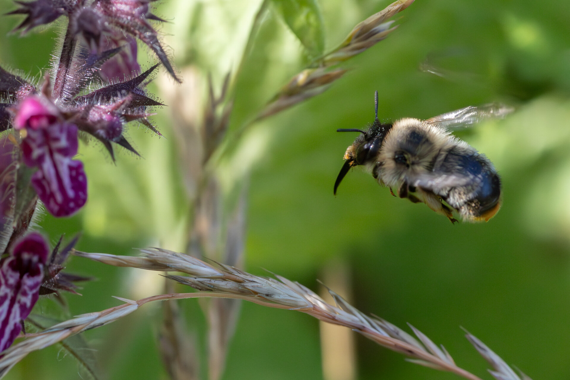 Galtetandvægbi - Hun