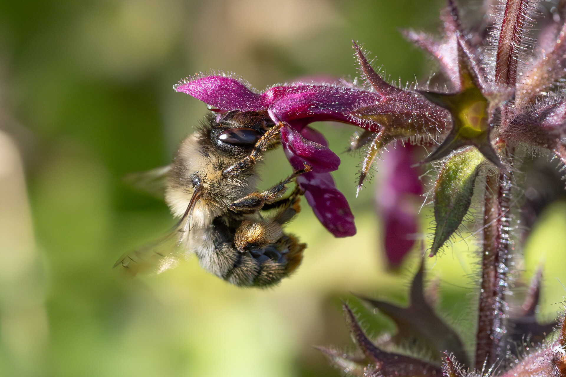 Galtetandvægbi - Hun