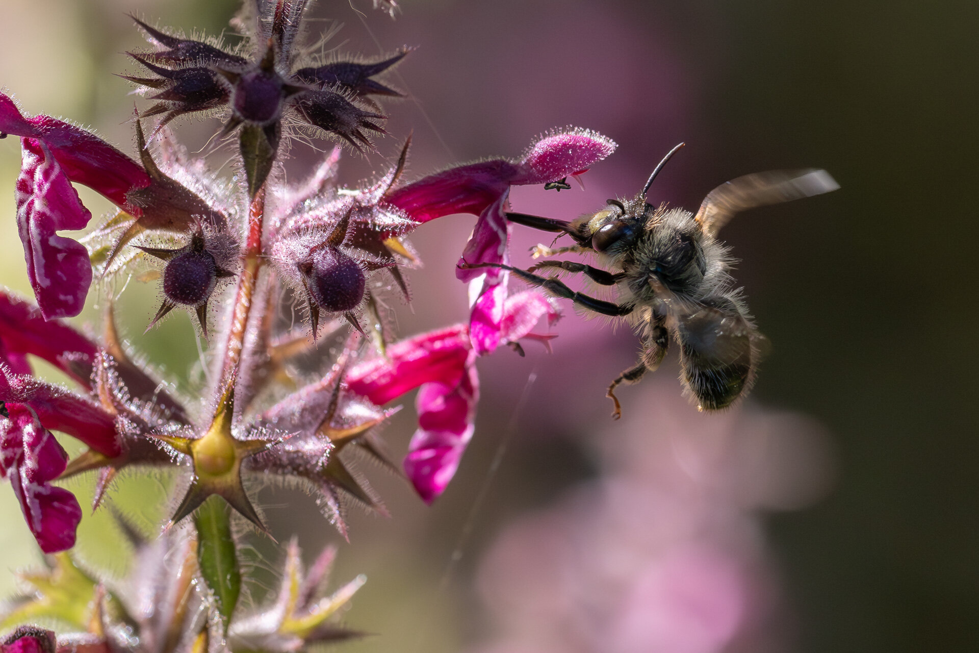 Galtetandvægbi - Han
