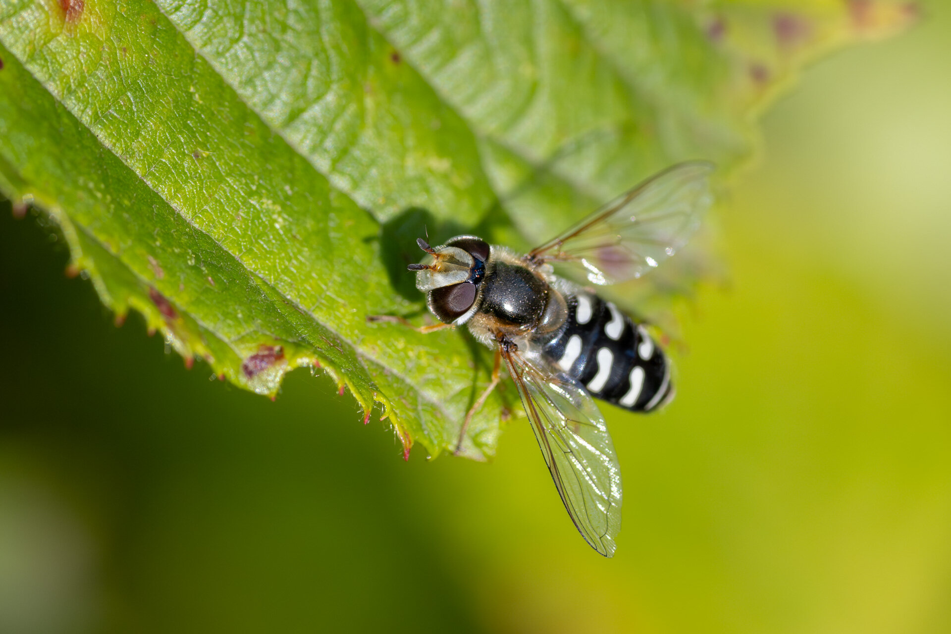 Hvidplettet agersvirreflue - Hun