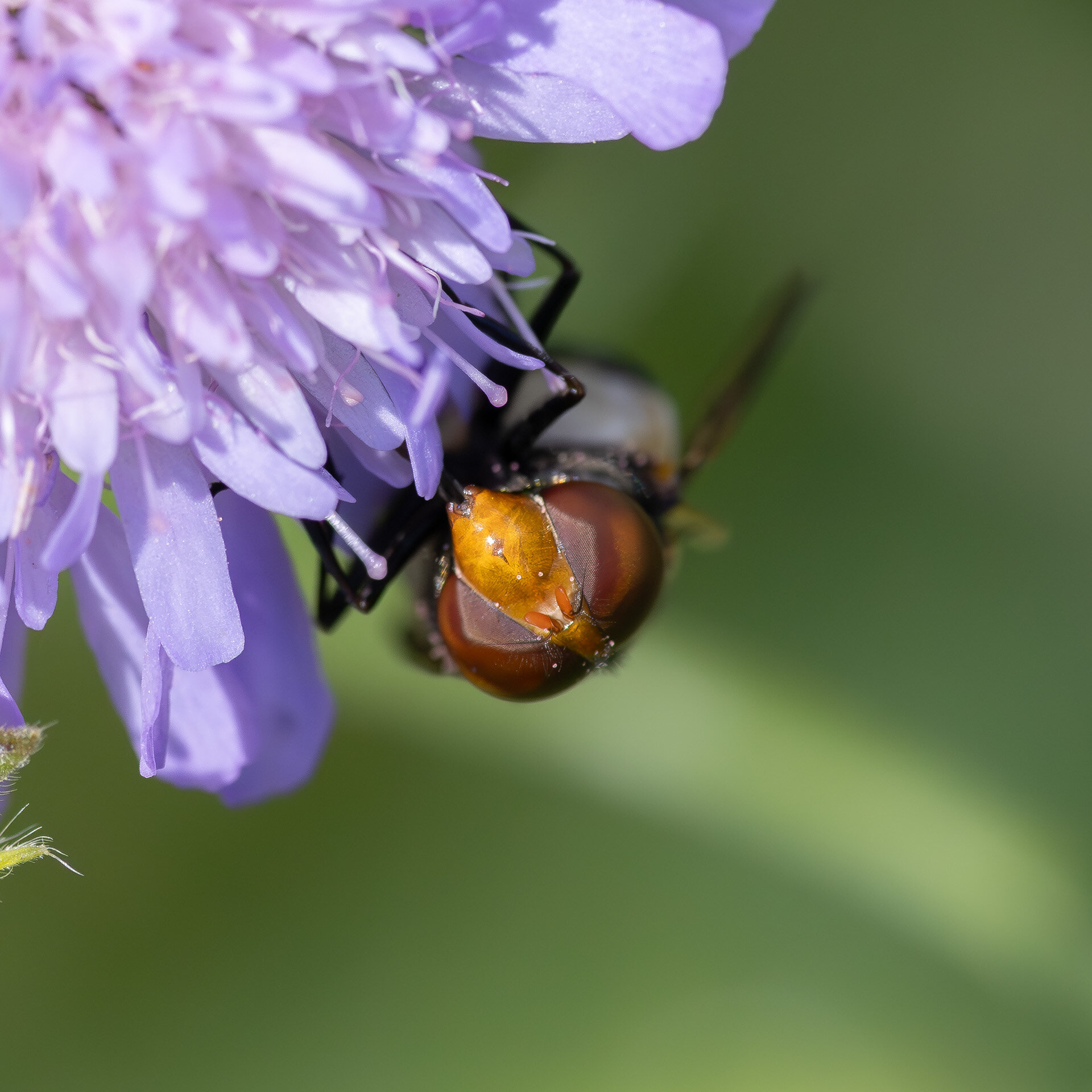Hvidbåndet humlesvirreflue