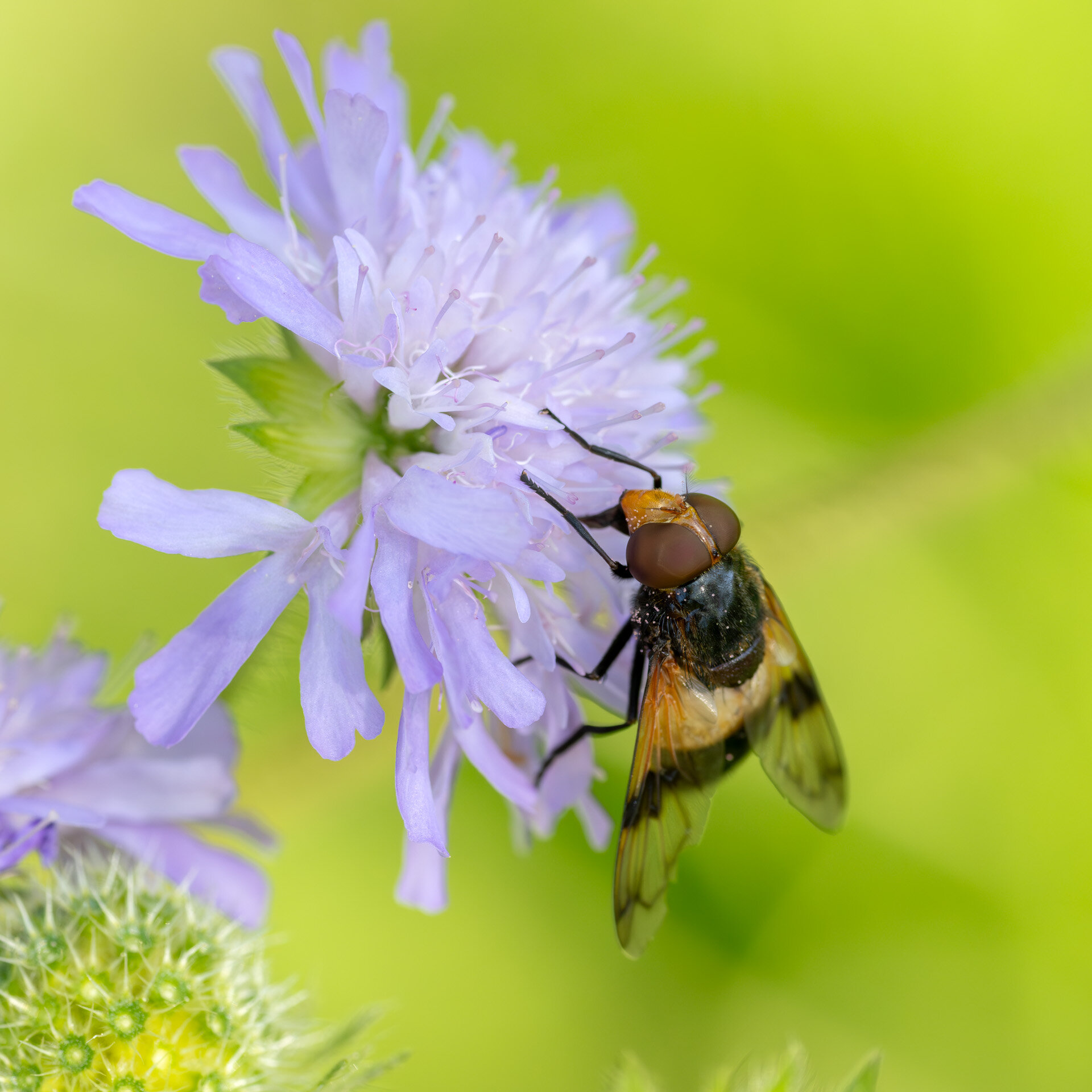 Hvidbåndet humlesvirreflue