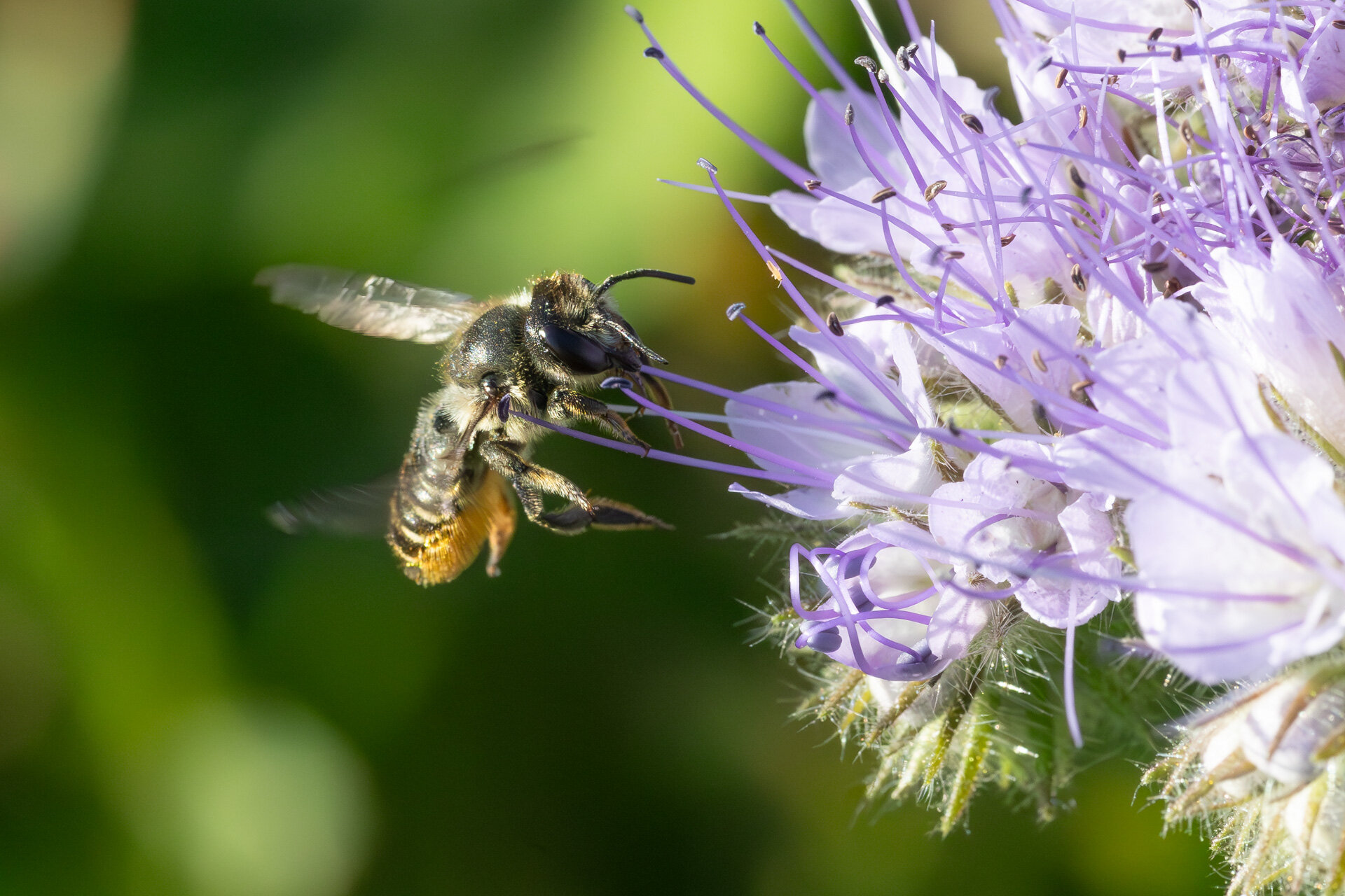 Rosenbladskærerbi - Hun