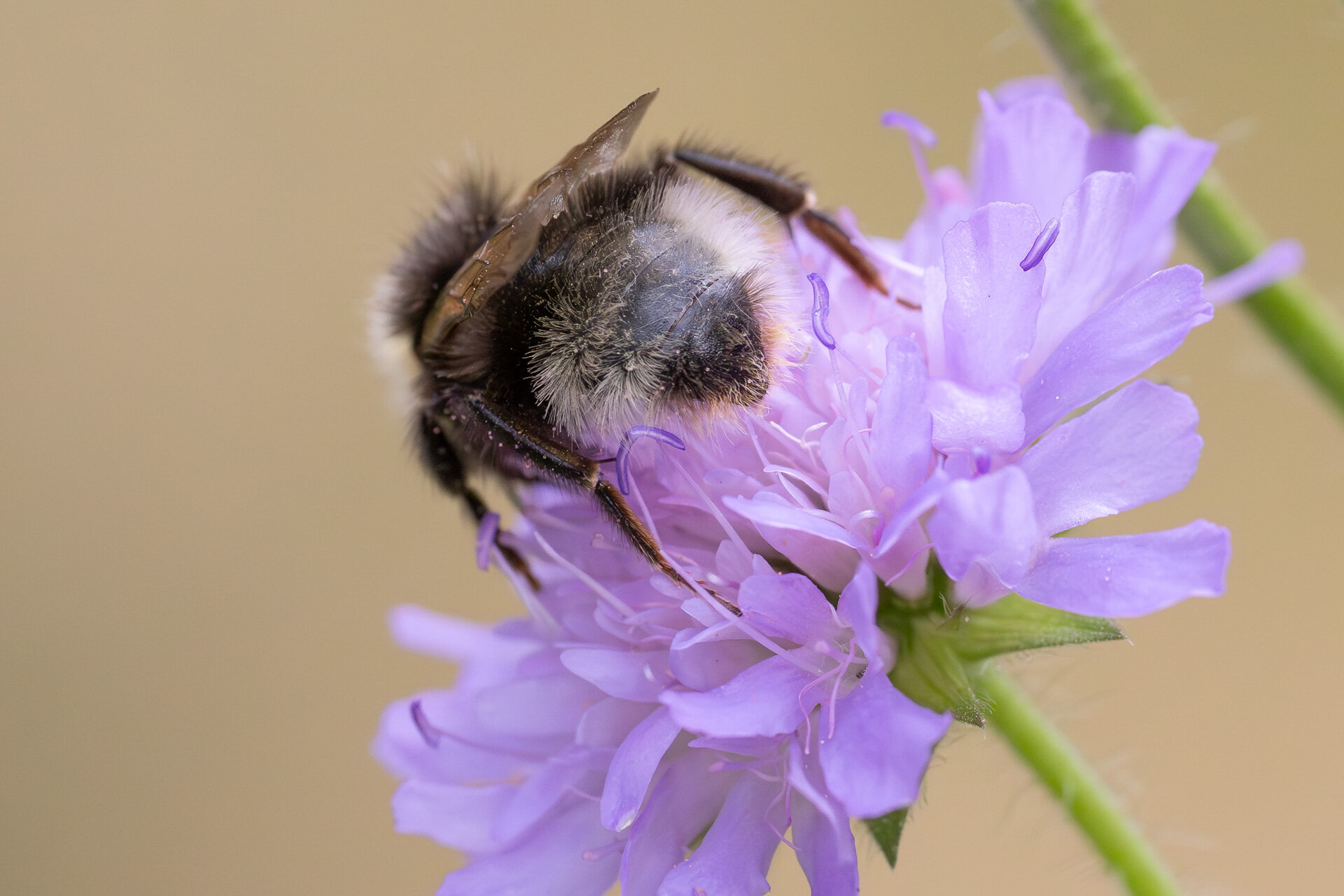 Skovsnyltehumle - Hun