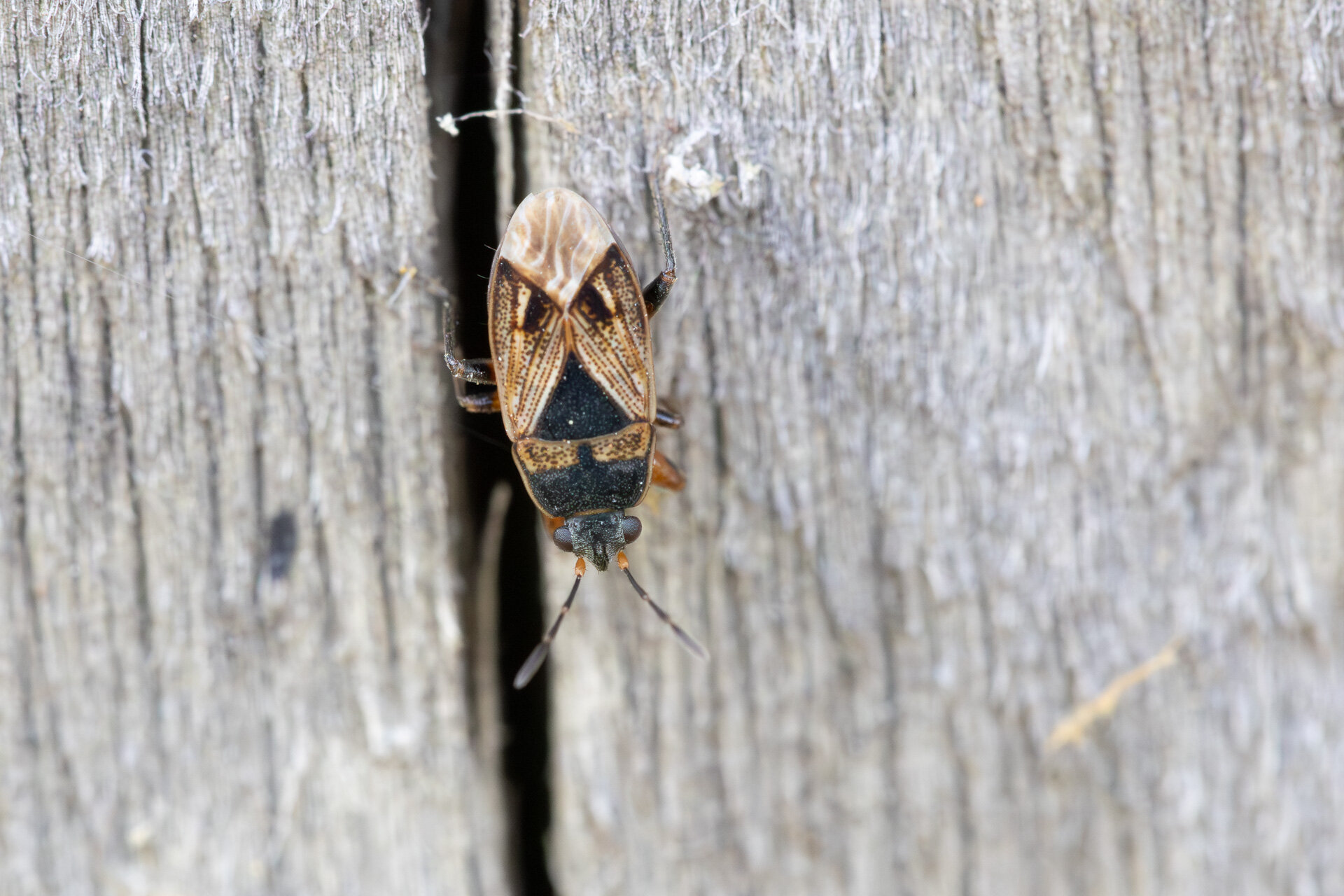 Rødbenet Ovalfrøtæge
