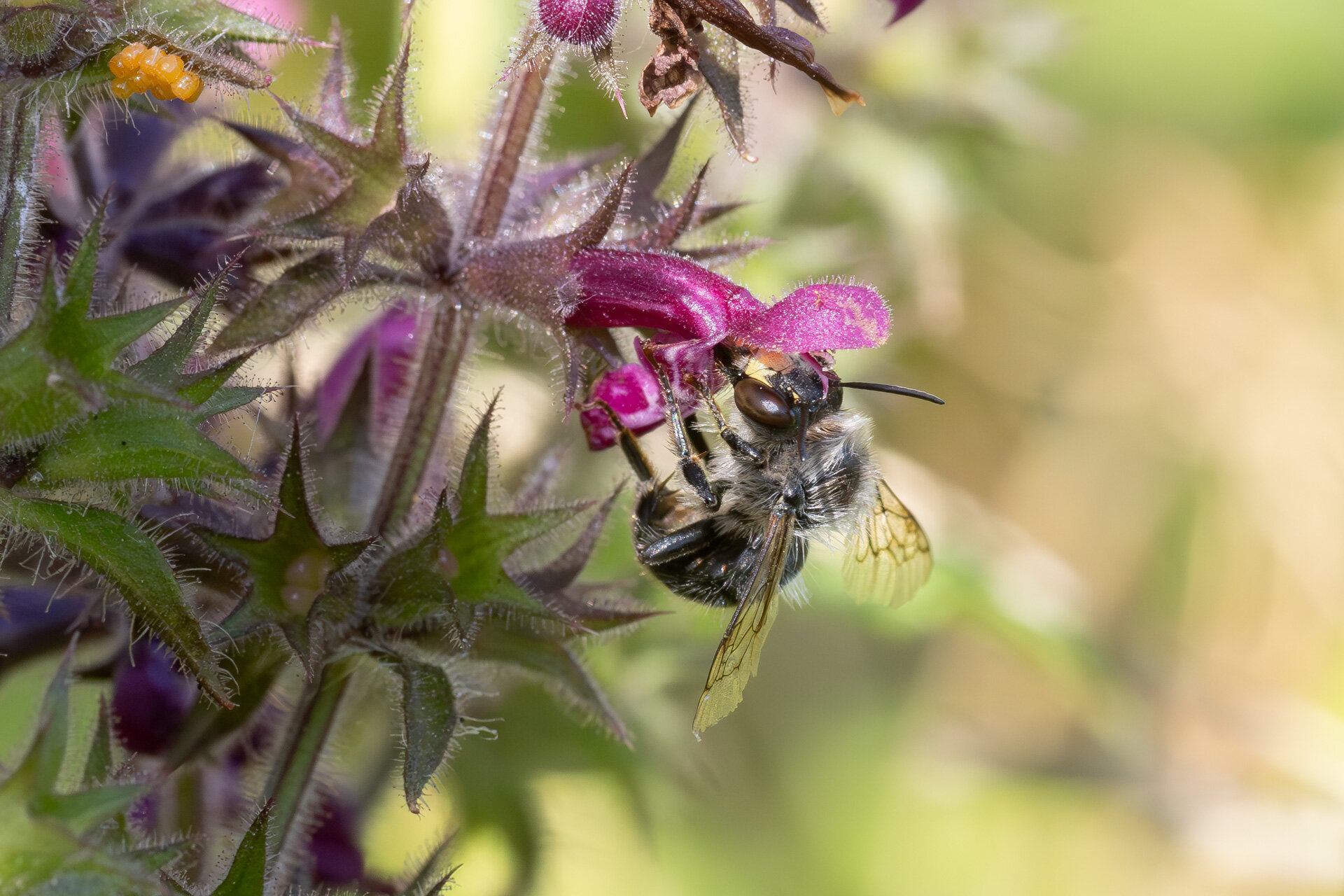 Galtetandvægbi - Han