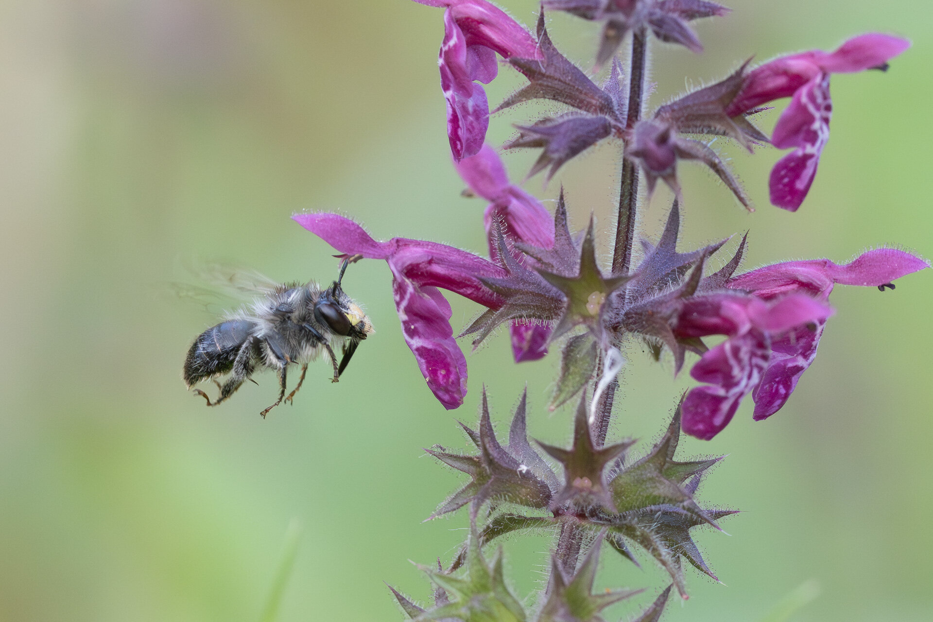Galtetandvægbi - Han